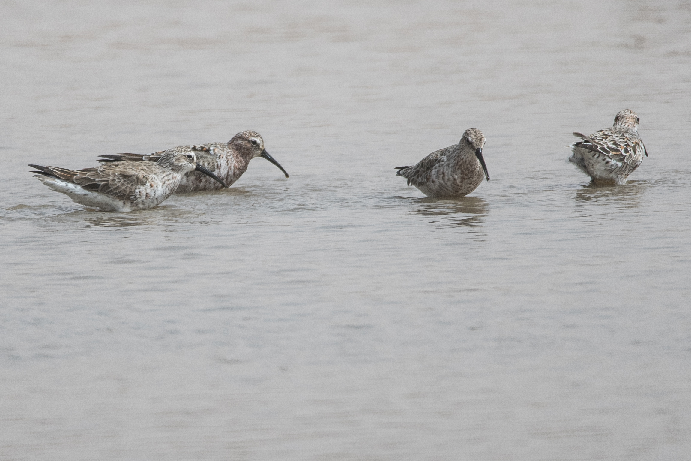 Bécasseaux Cocorlis cherchant de la nourriture (Curlew Sandpiper, Calidris Ferruginea), Etang d’Adrian, Brousse de Somone, Sénégal. 