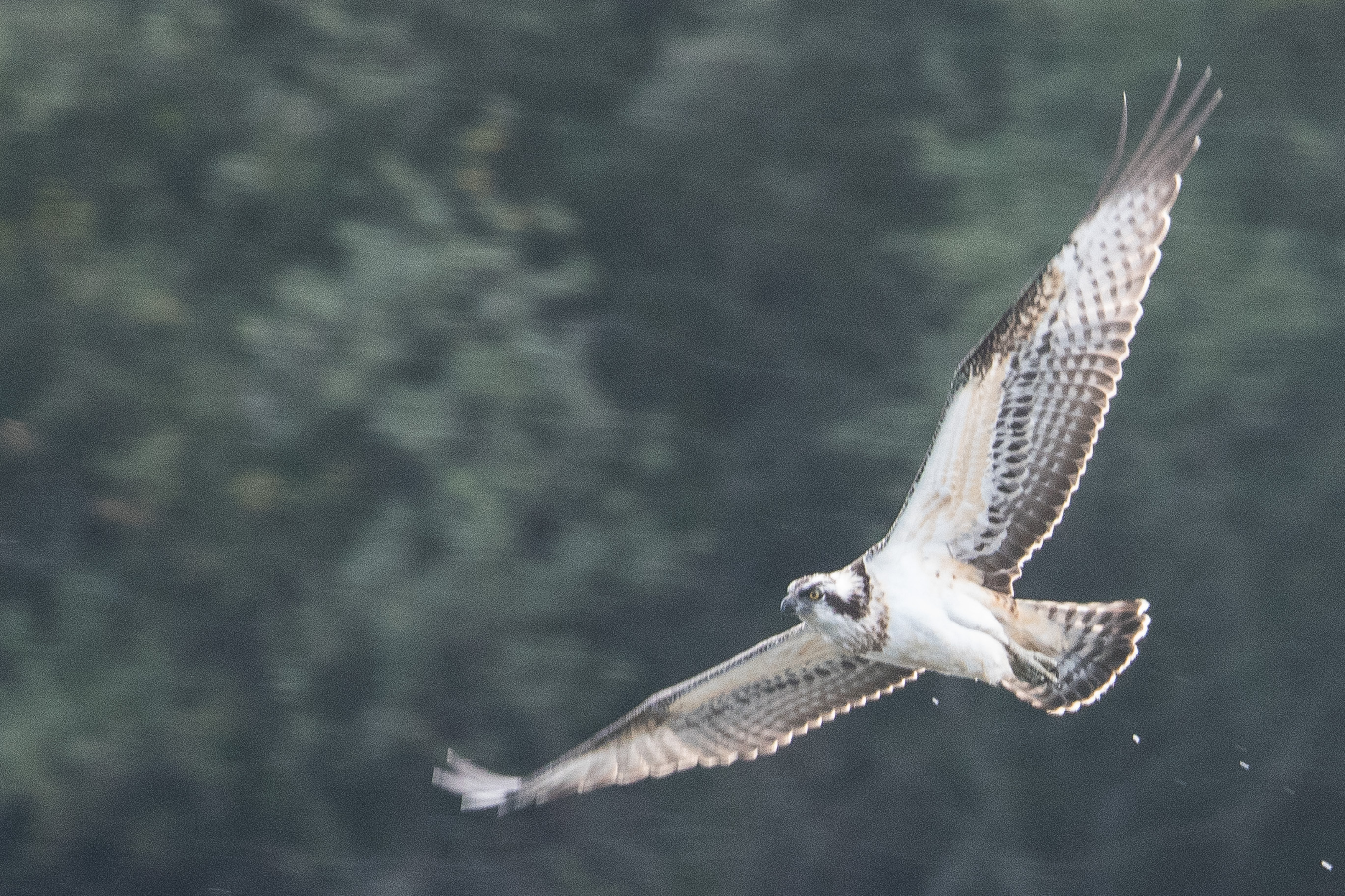 Balbuzard pêcheur (Osprey, Pandion haliaetus), juvénile (Osprey) en action de pêche.
Dépôt 54 de la Réserve de Mont Bernanchon, Hauts de France.