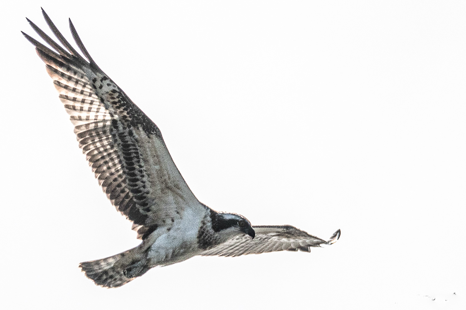 Balbuzard pêcheur (Osprey, Pandion Haliaetus), juvénile tentant de repérer une proie tout en planant contre le vent lors d'un matin brumeux. Dépôt 54 de la Réserve Naturelle de Mont-Bernanchon. 