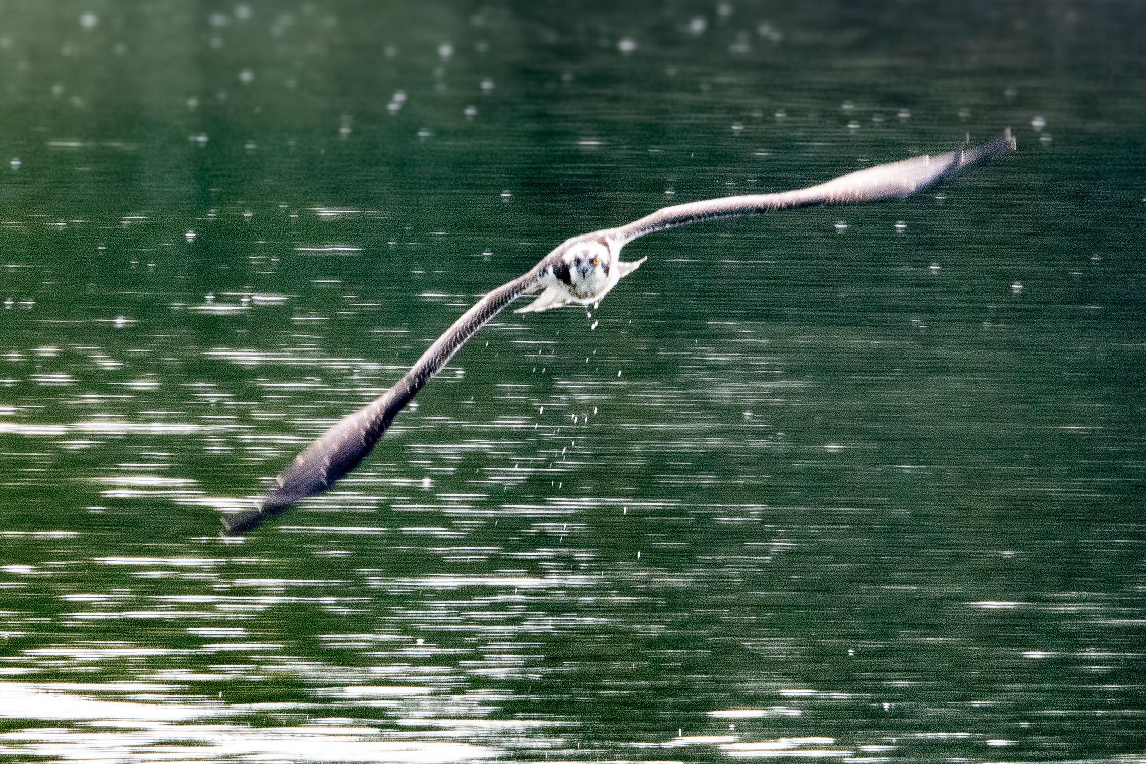 Balbuzard Pêcheur (Osprey, Pandion haliaetus), juvénile  survolant le Dépôt 54 au ras de l'eau à la recherche d'une proie, Réserve Naturelle de Mont-Bernanchon, Hauts de France.