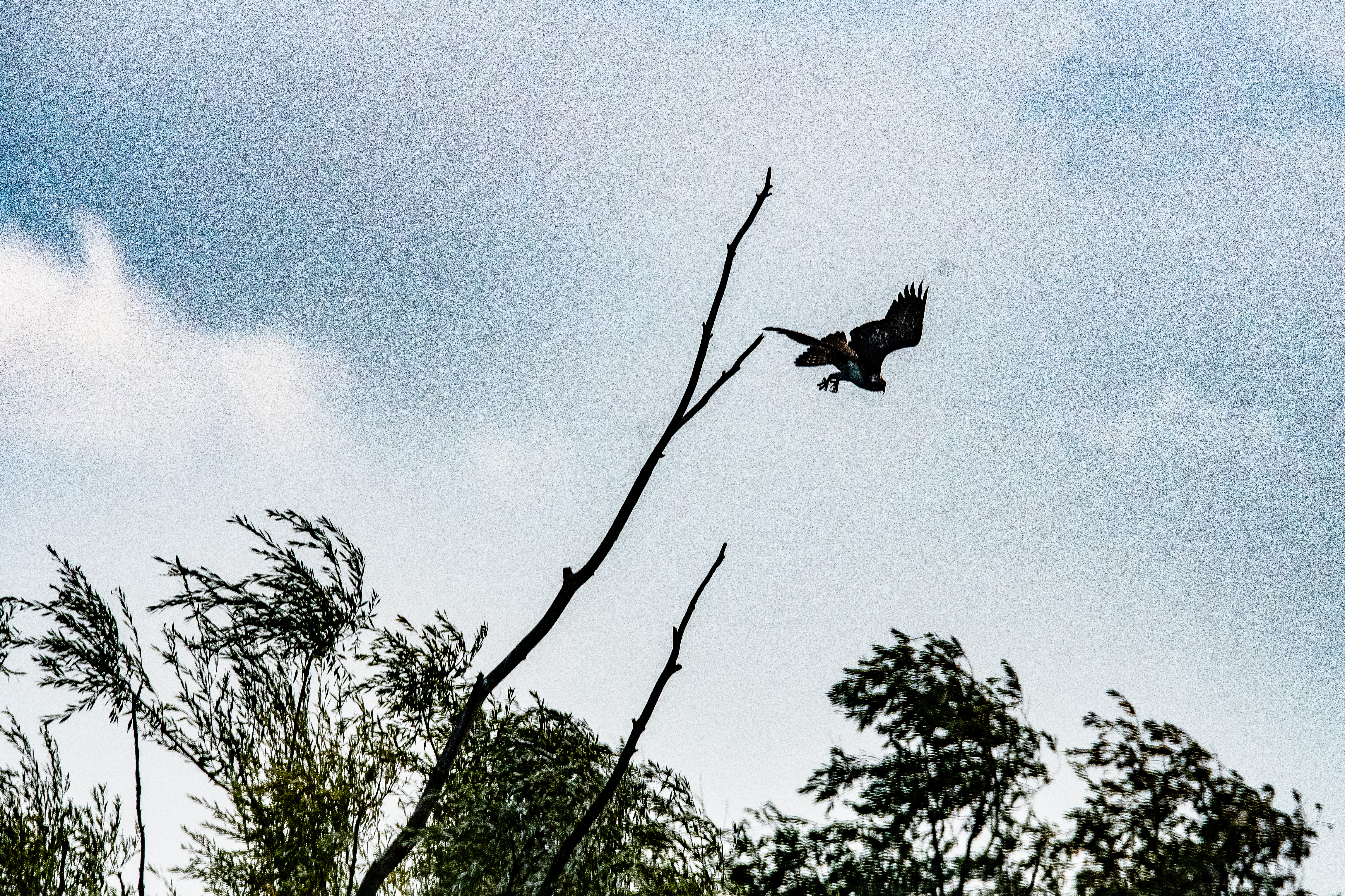 Le Balbuzard pêcheur juvénile (Osprey, Pandion haliaetus) s'élance de son perchoir pour tenter de capturer la proie qu'il vient d'apercevoir, Réserve Naturelle de Mont-Bernanchon, Hauts de France