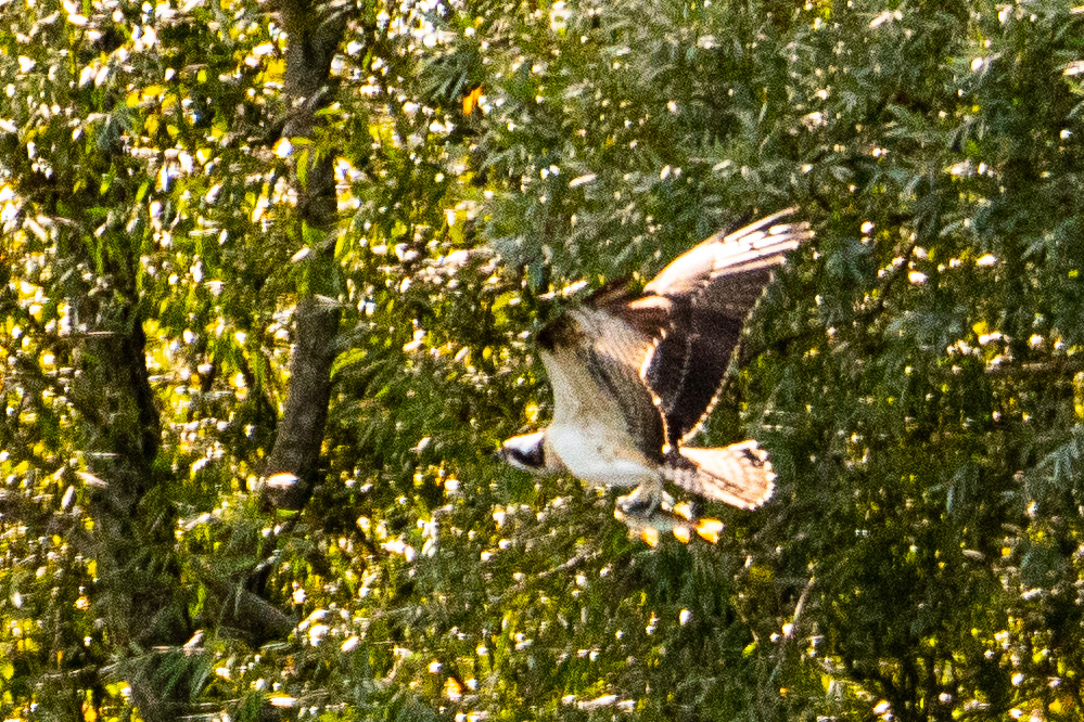 Balbuzard Pêcheur (Osprey, Pandion Haliaetus), juvénile emportant dans son envol le poisson qu'il vient de capturer,  Dépôt 54 de la Réserve Naturelle de Mont-Bernanchon, Hauts de France.