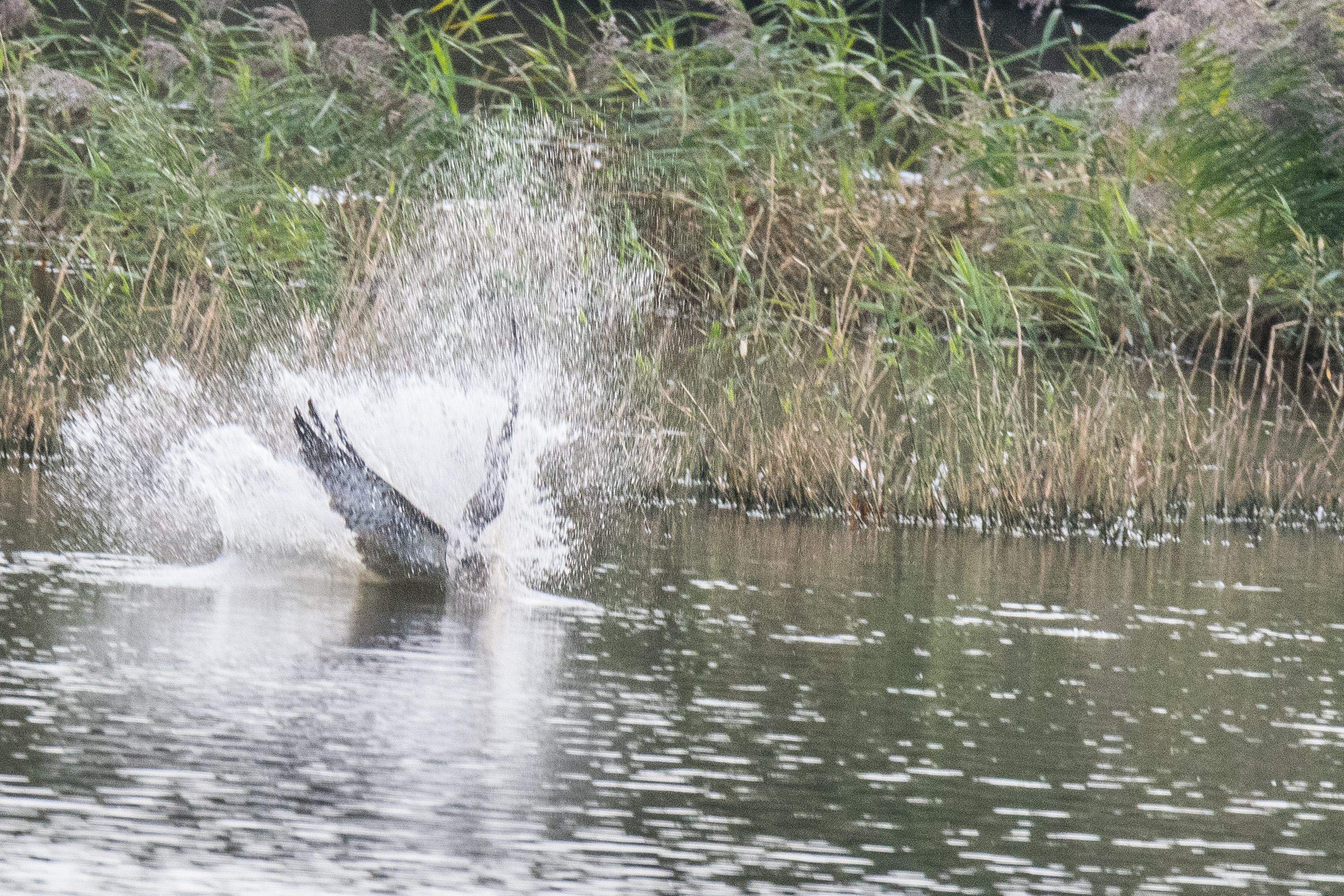 Balbuzard pêcheur juvénile (Osprey, Pandion haliaetus)  plongeant dans  le Dépôt 54 de la Réserve Naturelle de Mont-Bernanchon, Hauts de France, pour y capturer un poisson.