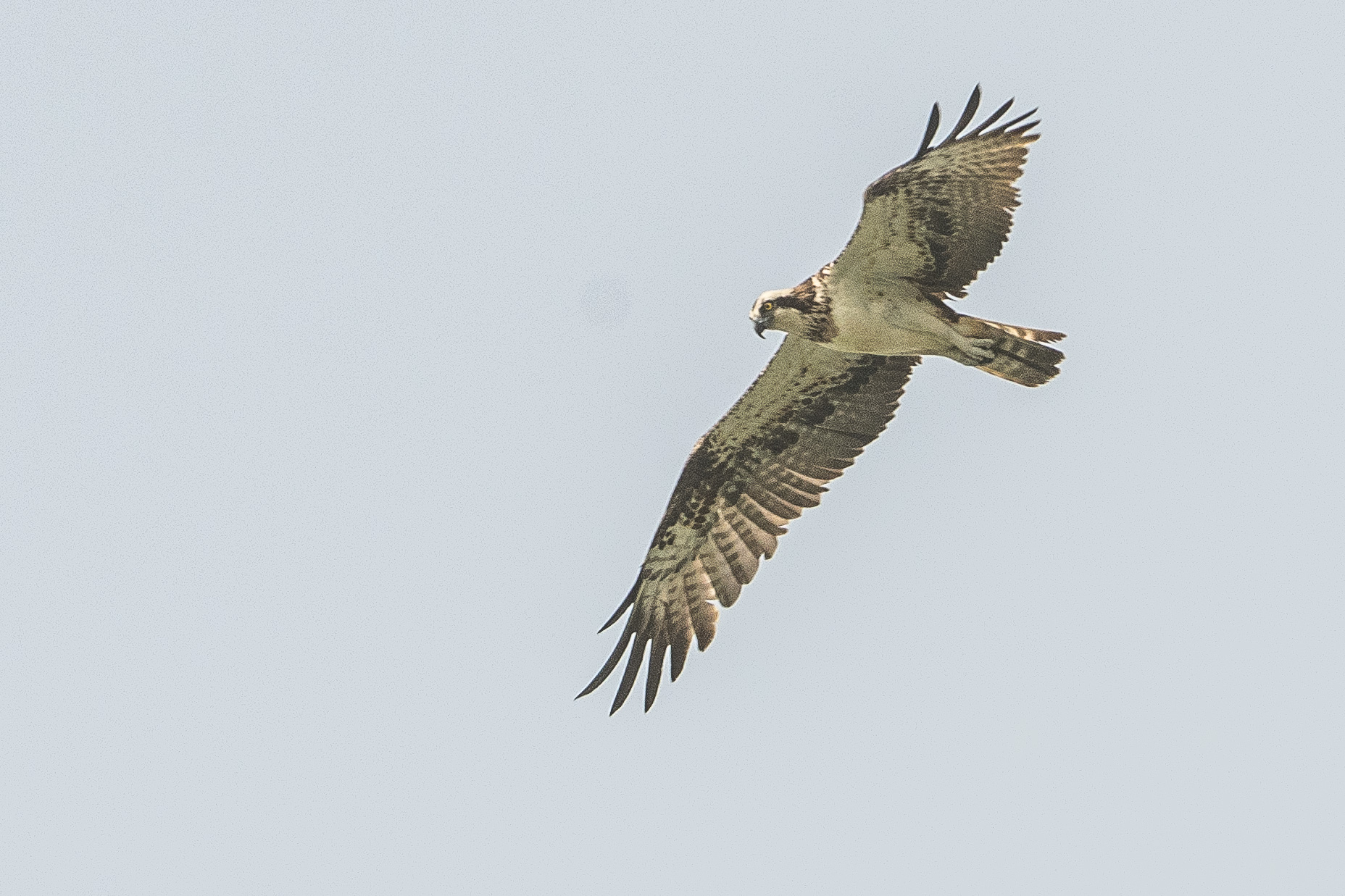 Balbuzard pêcheur (Osprey, Pandion haliaetus), adulte scrutant la surface du marigot de Koutal à la recherche d'une proie. Région de Kaolack, Sénégal.
