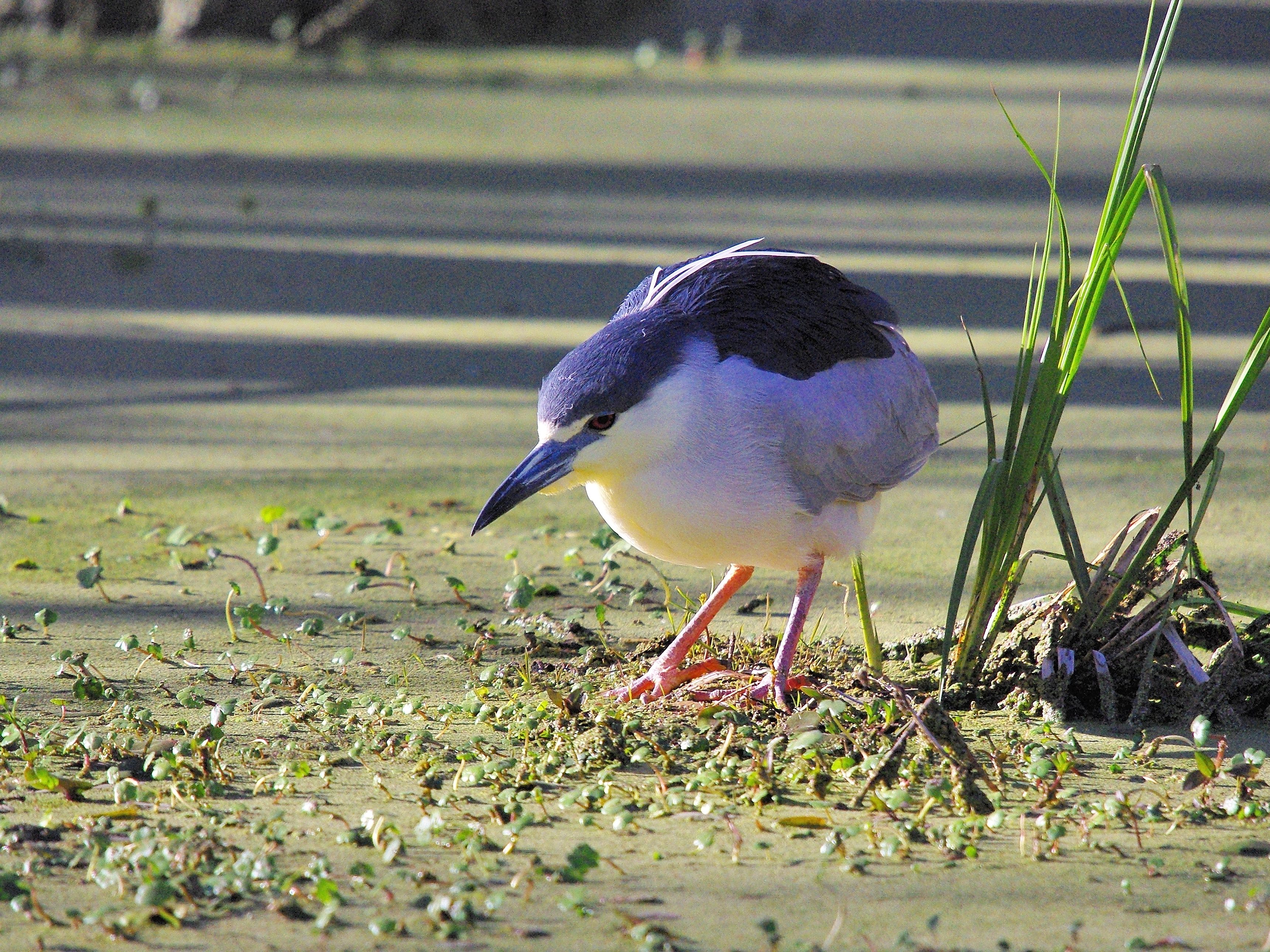 Bihoreau gris, Black-crowned Night Heron, Nycticorax nycticorax, mâle nuptial, Lake Martin, Breaux-Bridge, Louisiane, USA.
