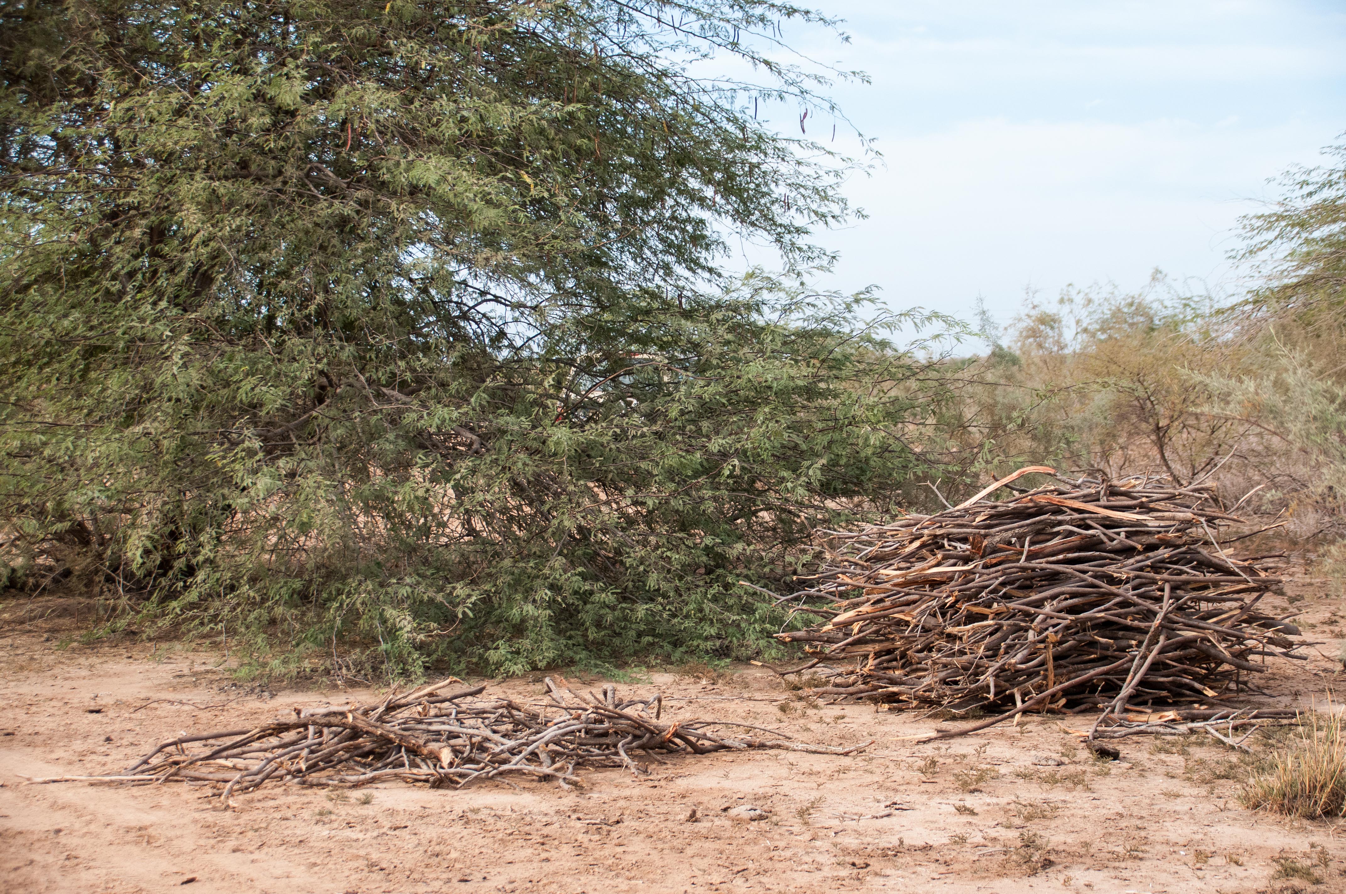 Une fois les récoltes rentrées, la coupe de bois sauvage devient une activité importante dans les villages entourant la Réserve Naturelle d'Intérêt Communautaire de La Somone, y compris sur son territoire où elle est pourtant  interdite.
