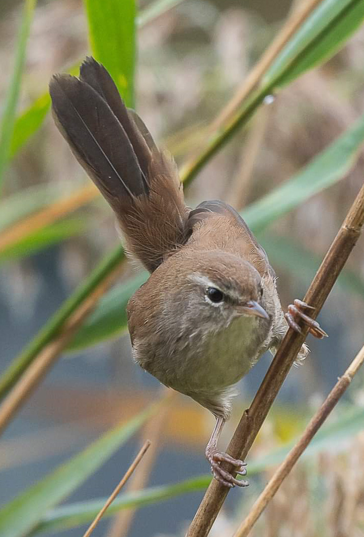 Bouscarle de Cetti (Cetti's warbler, Cettia cetti), adulte explorant la roselière du dépôt 54 de la Réserve Naturelle de Mont-Bernanchon.
