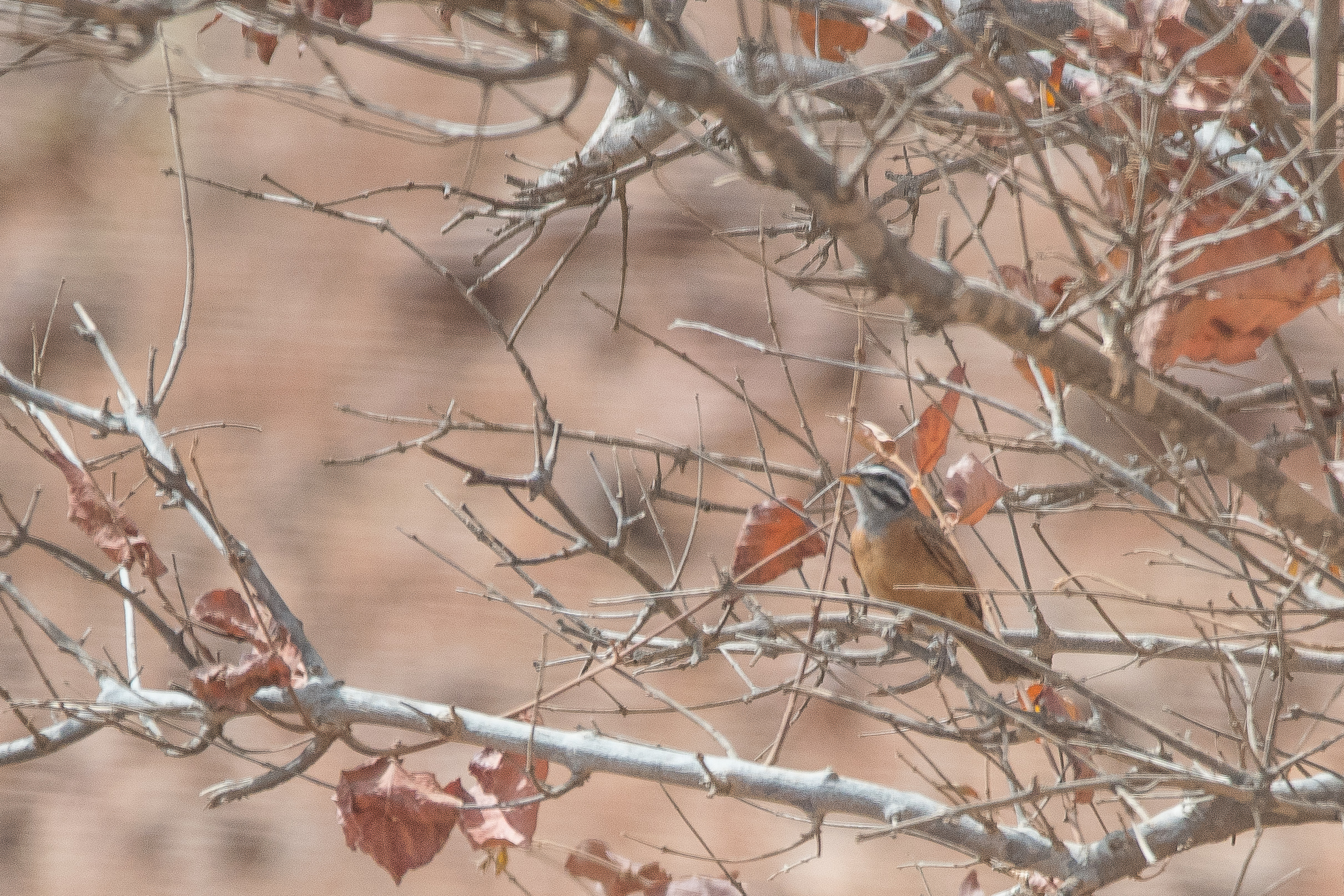 Bruant d'Alexander mâle (Alexander's Bunting, Emberiza  Goslingi), Réserve Narurelle de Popenguine, Région de Thiès, Sénégal-2476.JPG
