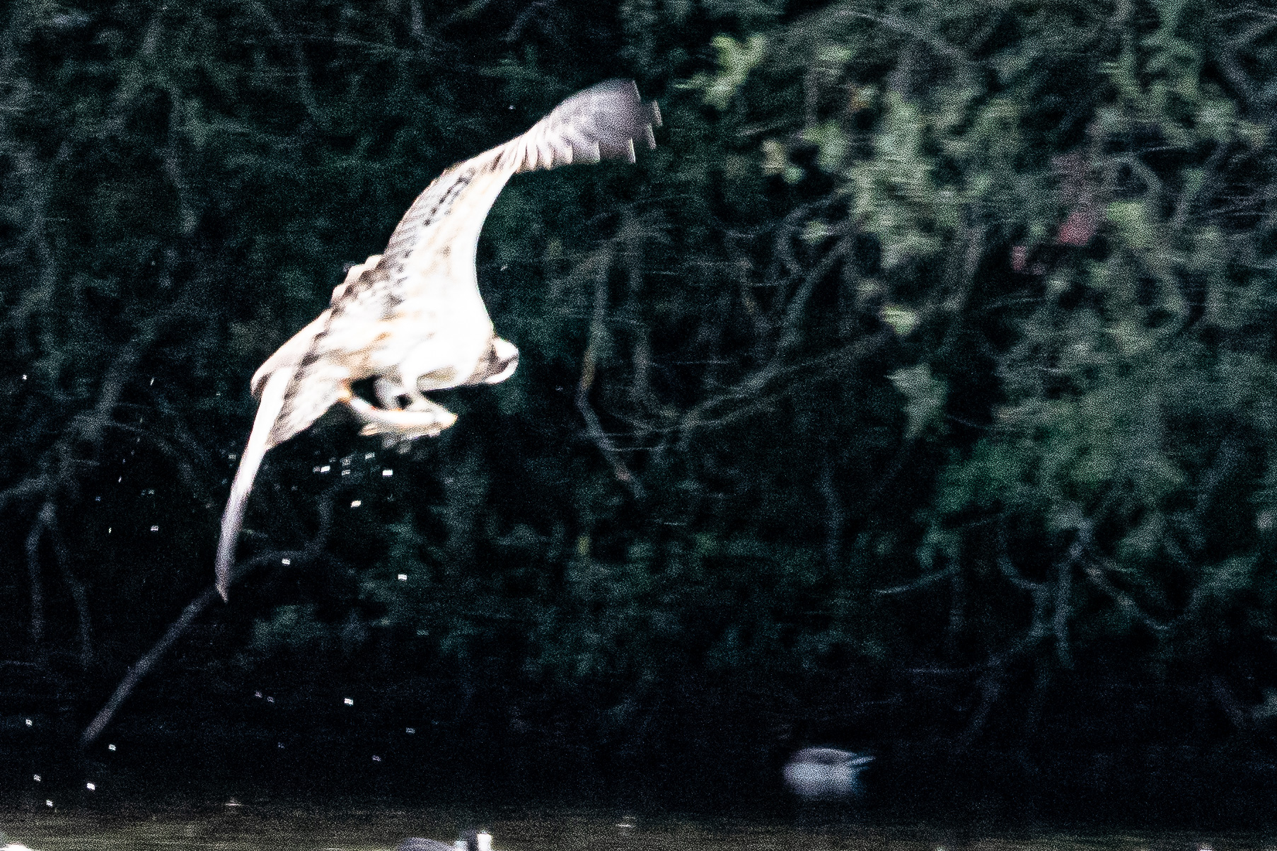 Capture d'un poisson blanc par le Balbuzard Pêcheur (Osprey, Pandion Haliaetus), Dépôt 54  de la Réserve Naturelle de Mont-Bernanchon, Hauts de France. 