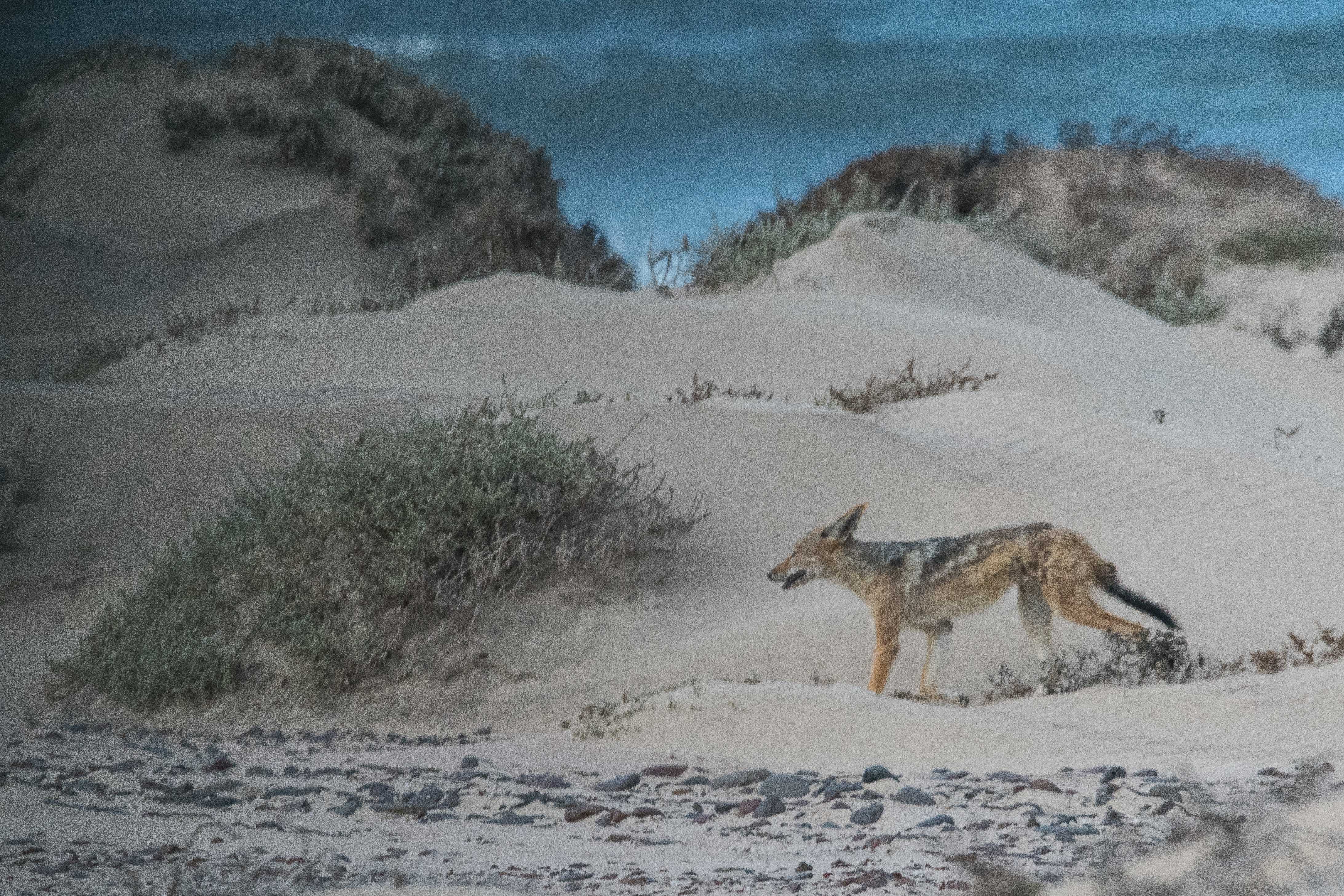 Chacal à chabraque (Black-backed jackal, Lupulella mesomelas), adulte efflanqué, Möve Bay, Côte des squelettes, Namibie.