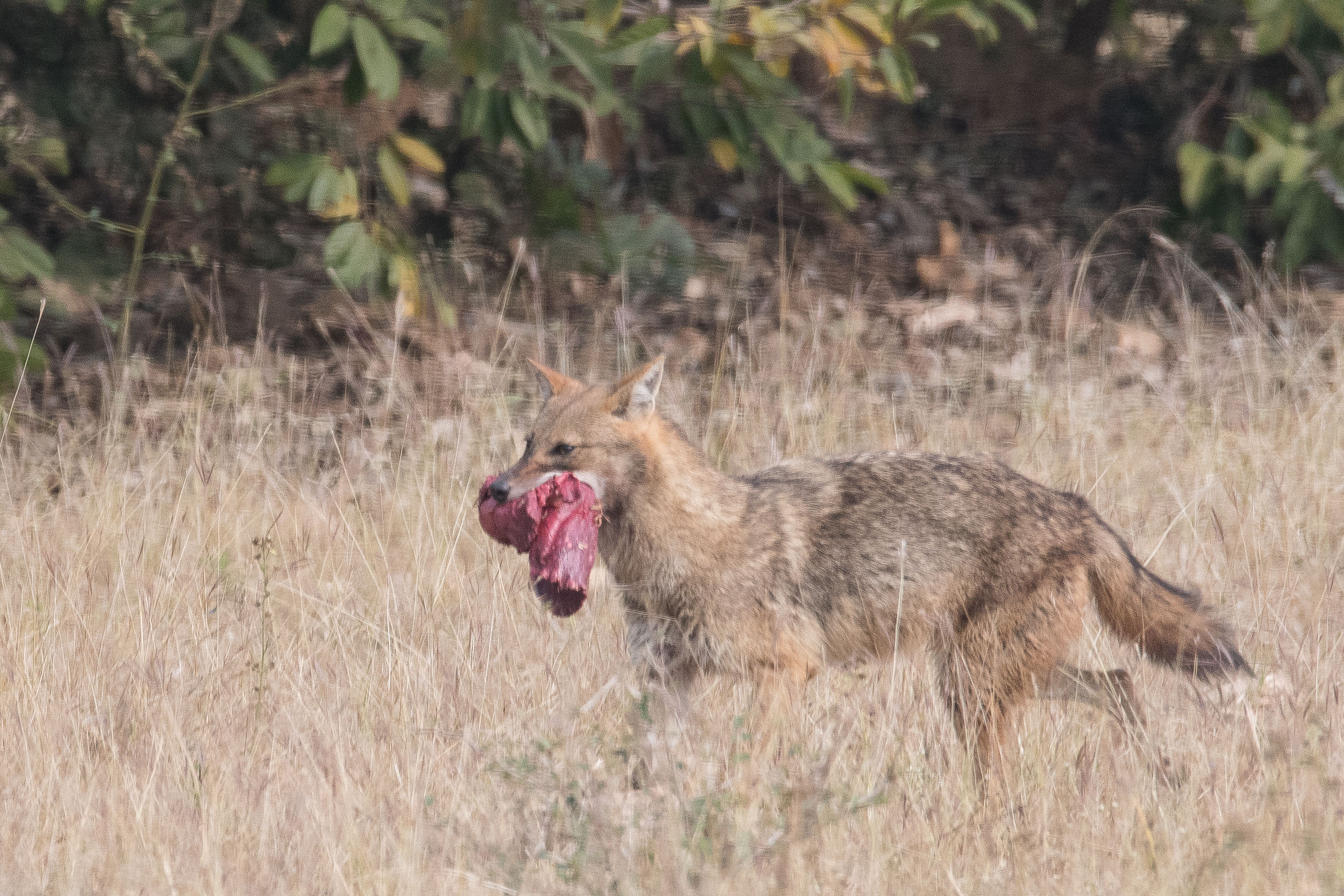 Chacal doré (Common Jackal, Canis aureus), transportant une charogne, Pench National Park, Inde