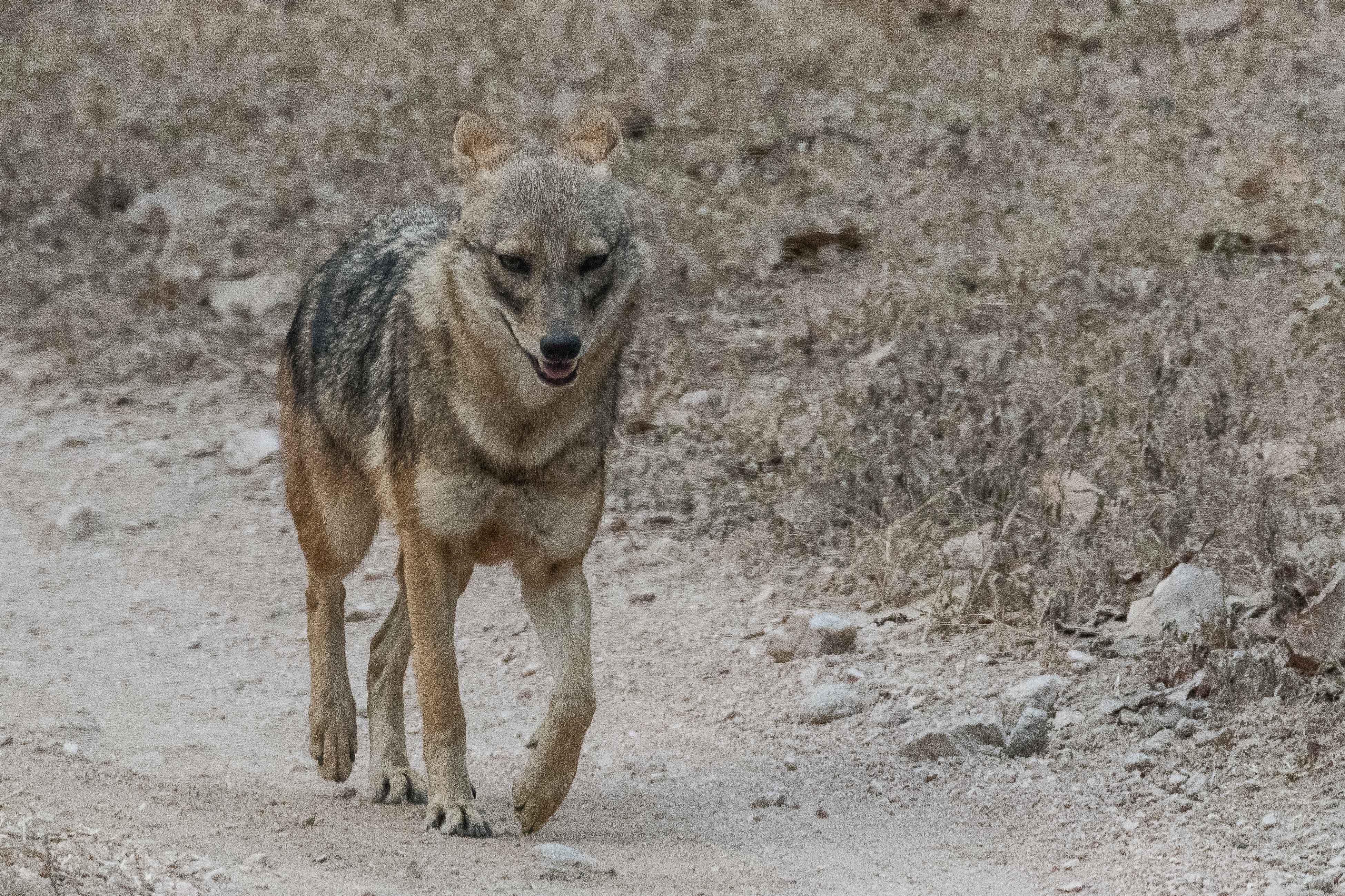 Chacal doré (Golden jackal, Canis aureus) suivant un Dhole à distance, Pench National Park, Inde