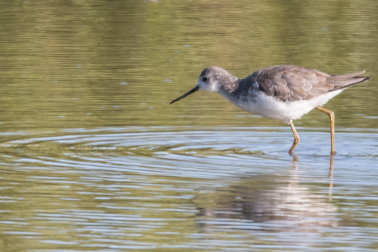Chevalier stagnatile internuptial (Marsh Sandpiper, Tringa stagnatilis), adulte internuptial, jonction de la rivière Somone avec l’étang d’Adrian, Somone, Sénégal. 
