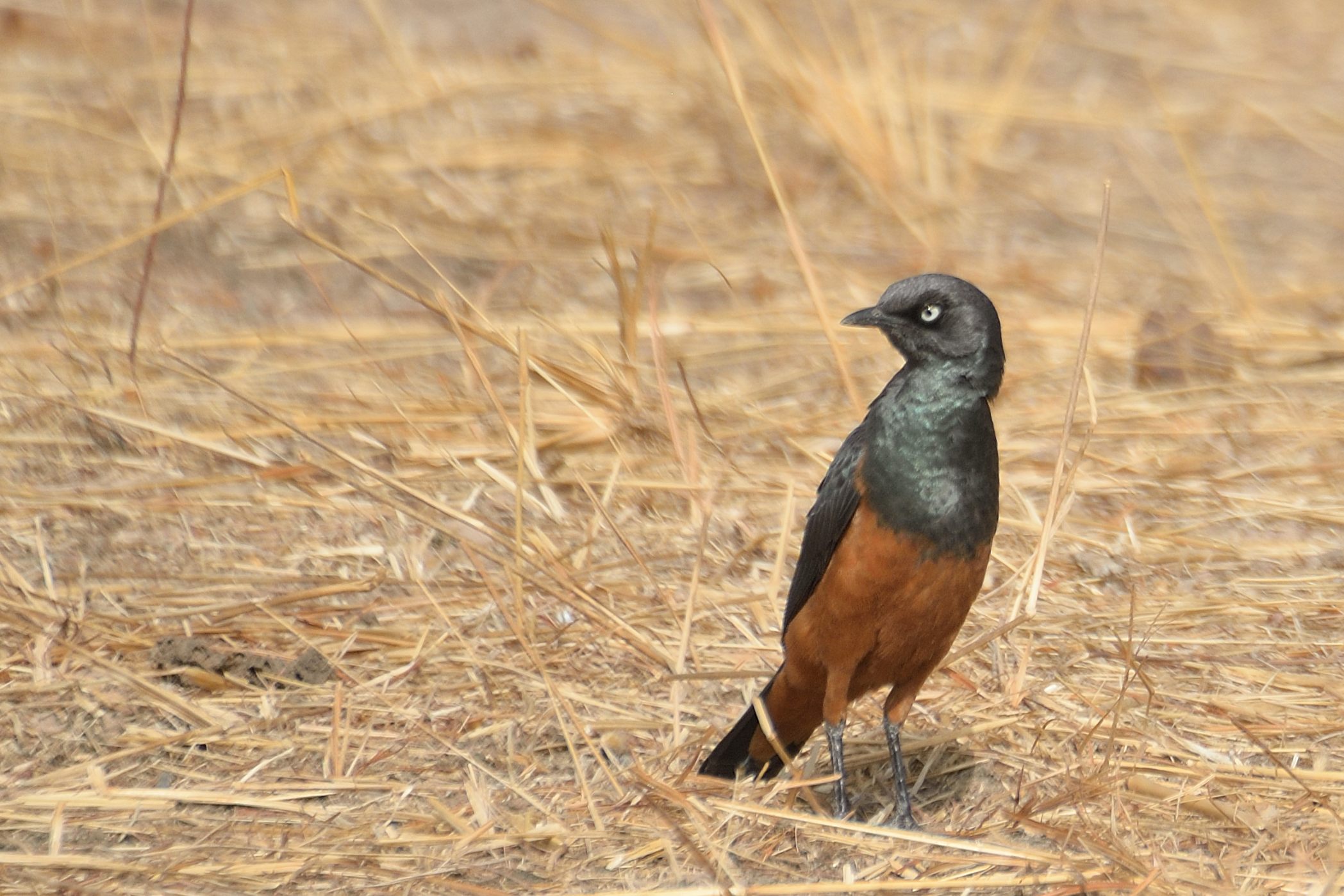Choucador à ventre roux (Chesnut-bellied  Starling, Lamprotornis Pulcher), Piste de l’autour sombre, Guéreo, Région de Thiès, Sénégal. 