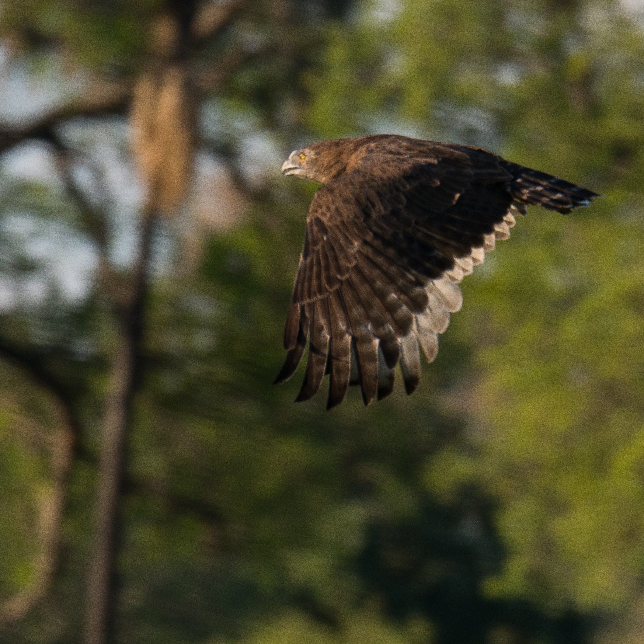 Circaète brun (Brown snake eagle, Circaetus cinereus), juvénile volant  vers une proie qu'il vient de repérer, Shinde concession, Delta de l'Okavango, Botswana..