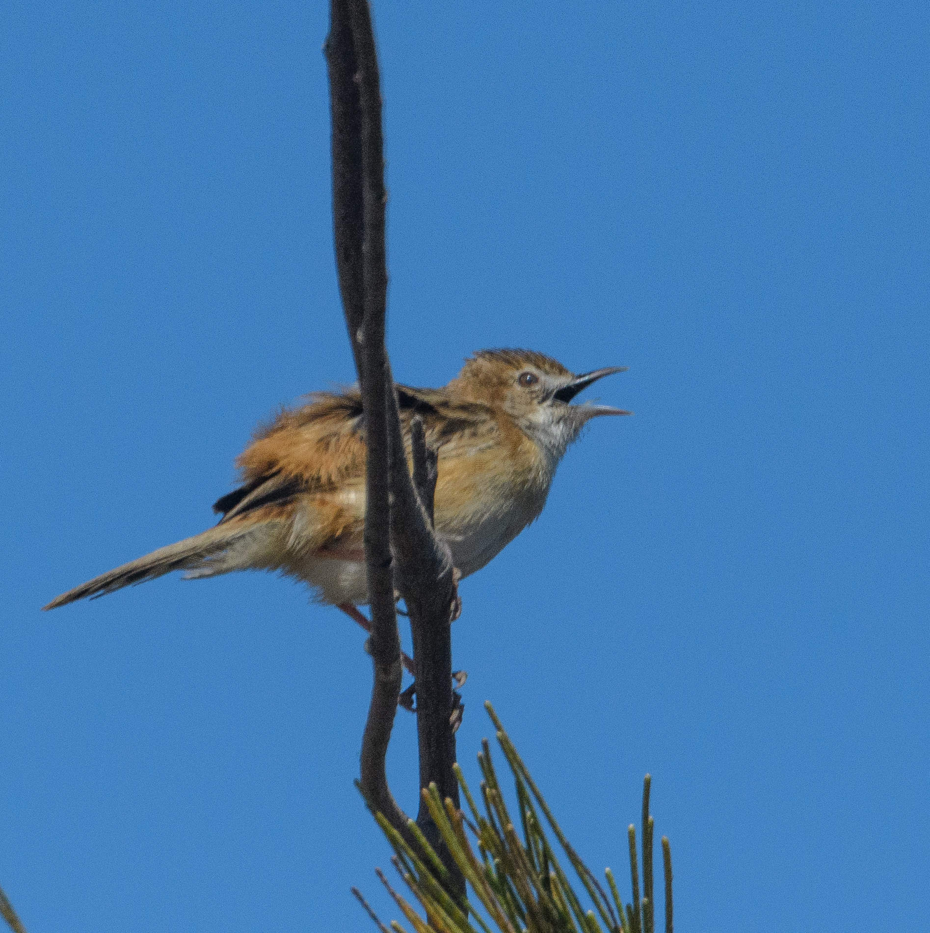 Cisticole des joncs (Zitting cisticola, Cisticola juncidis), adulte chantant, Technopole de Pikine, Dakar, Sénégal.