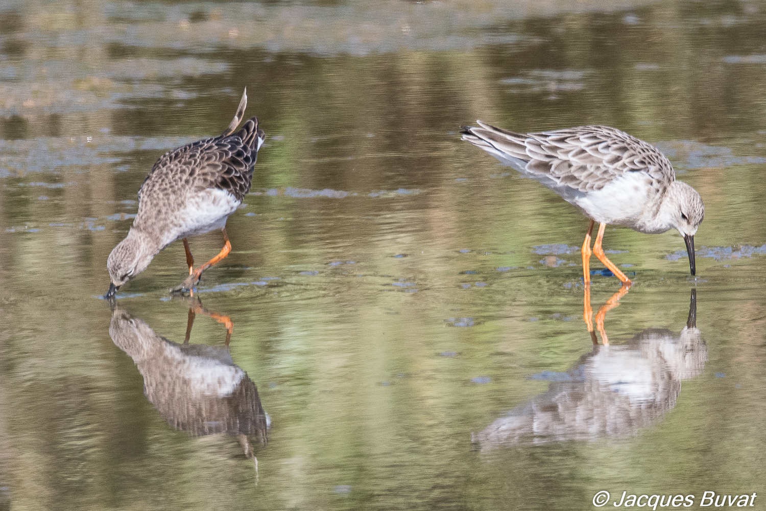 . Combattants variès (Ruff, Calidris pugnax), adultes internuptiaux cherchant leur nourriture dans la Somone, au niveau de sa jonction avec l’étang d’Adrian,  Réserve Naturelle d'intérêt communautaire de La Somone, Sénégal.