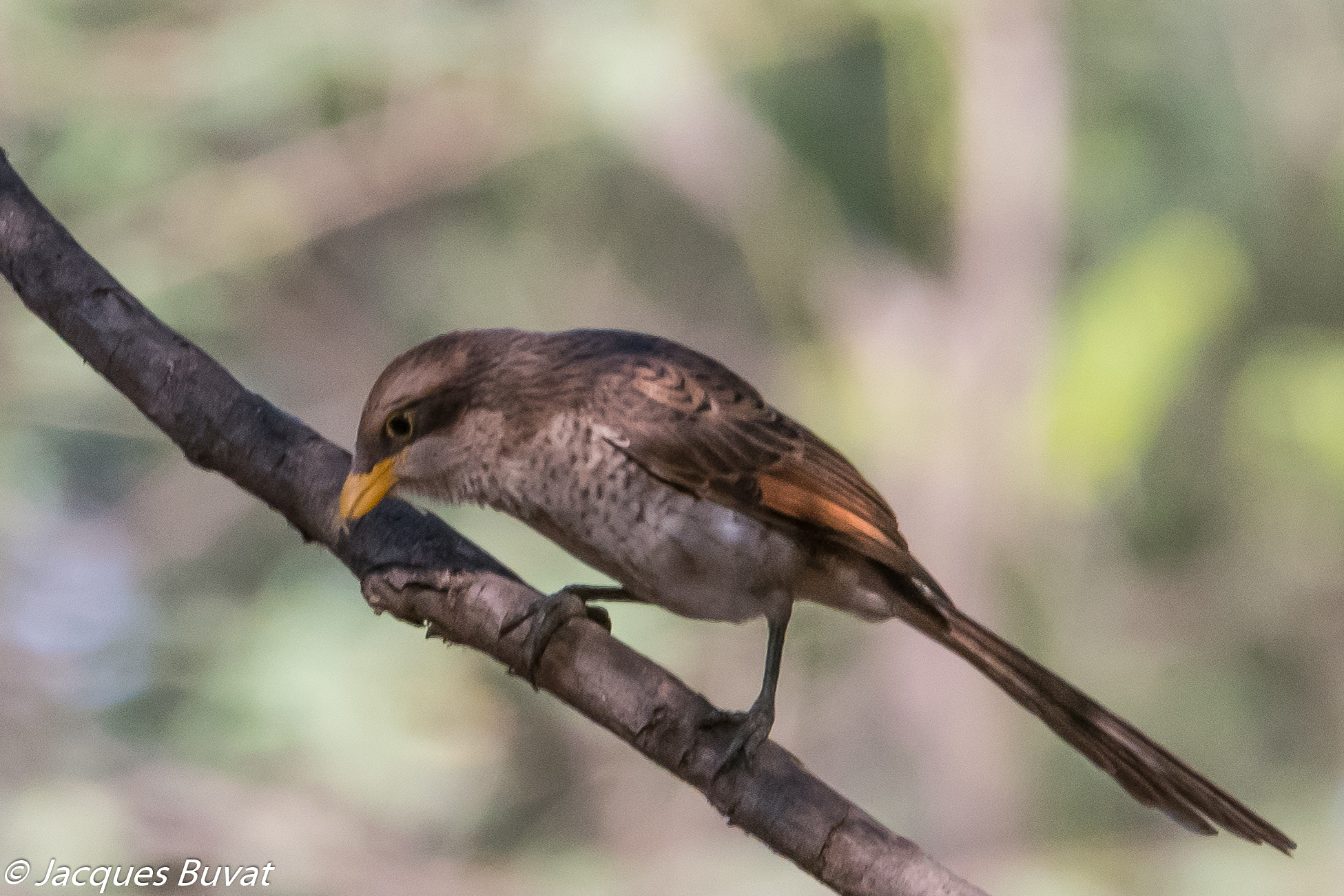 Corvinelle à bec jaune (Yellow-billed Shrike, Corvinella Corvina), attendant le départ des bergers pour se désaltérer dans l'abreuvoir de Thiafoura.