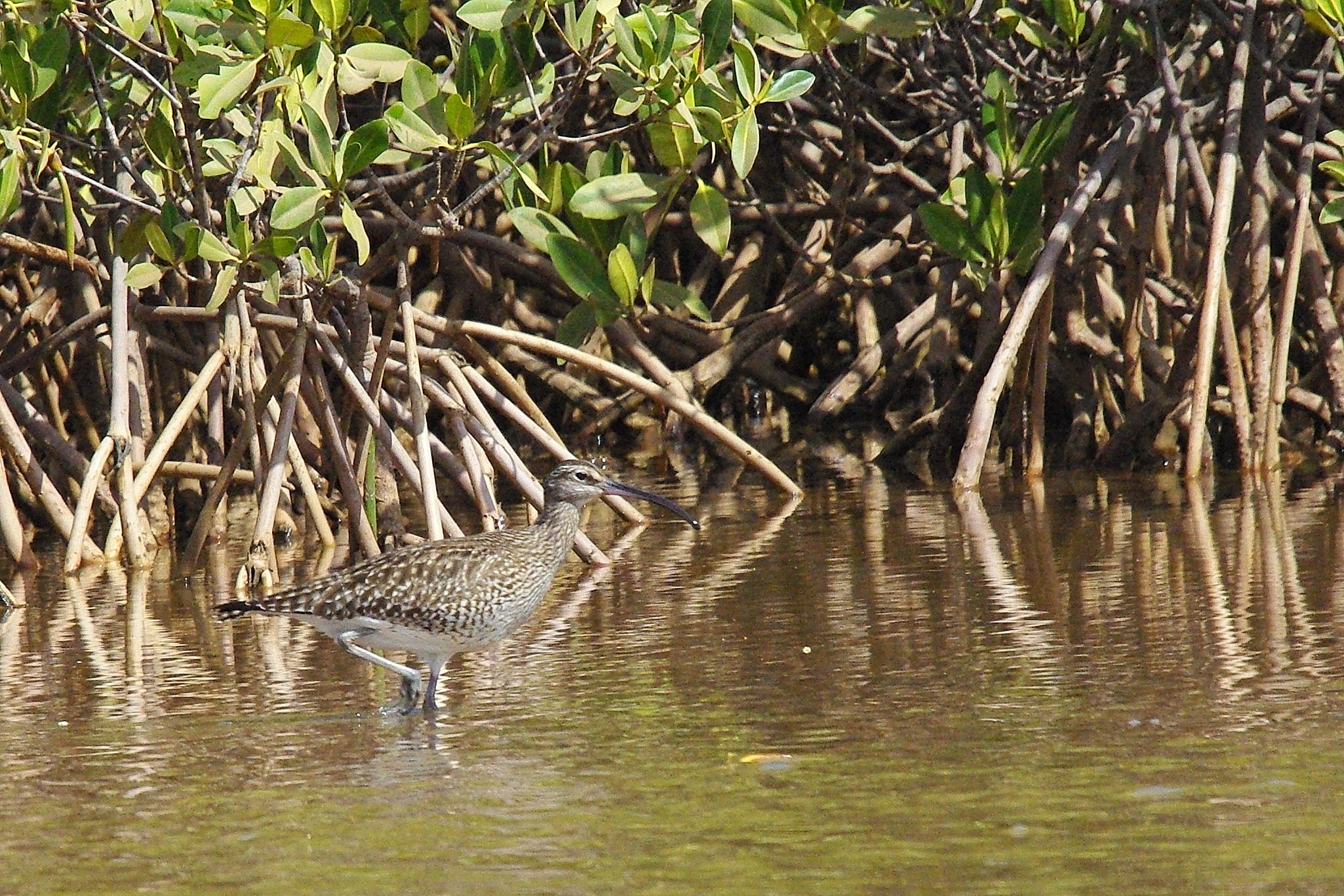 Courlis Corlieu adulte (Whimbrel, Numenius Phaeopus) sur fonds de mangrove, réserve Naturelle d'Intérêt Communautaire de la Somone, Sénégal.