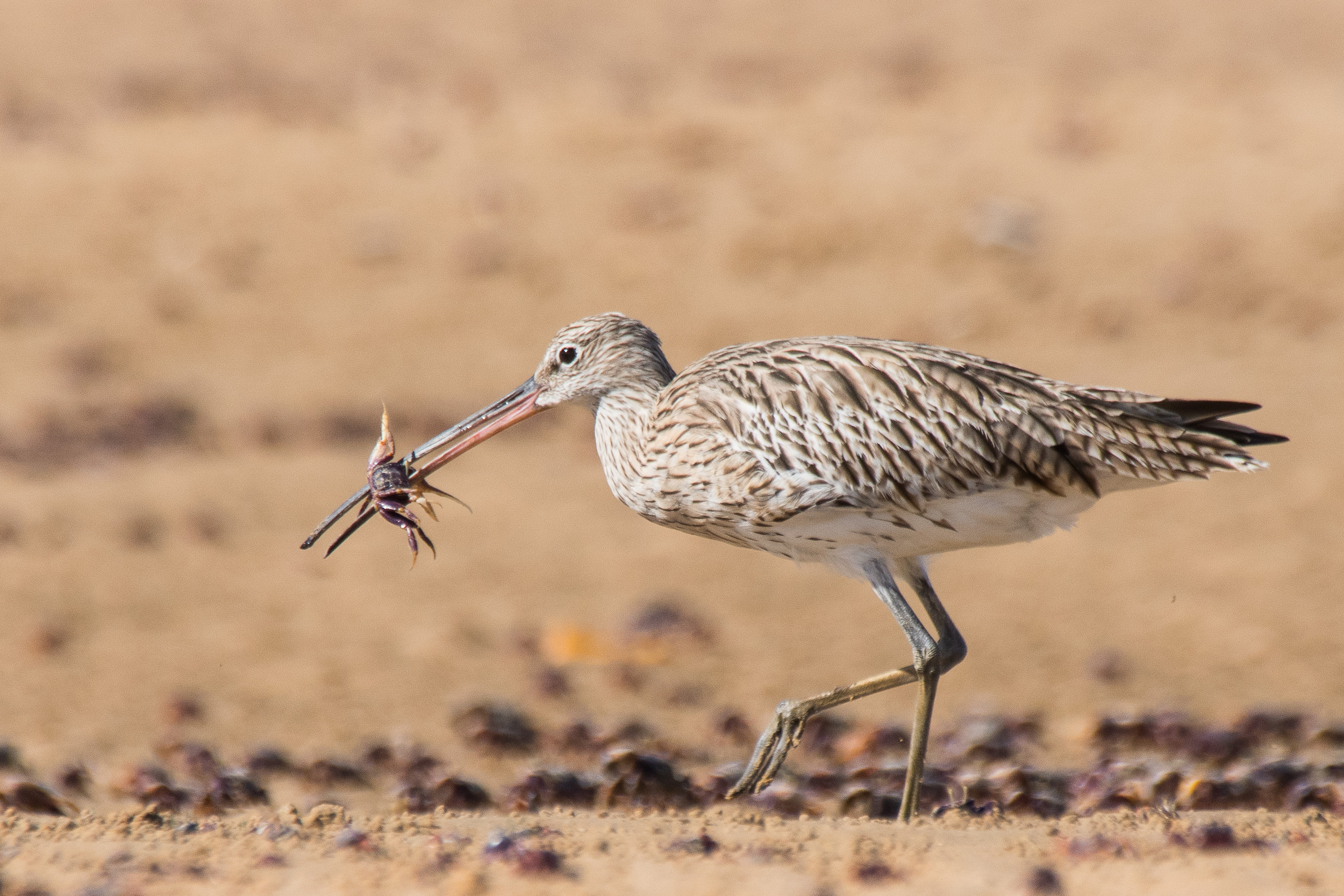 Courlis Cendré (Eurasian curlew, Numenius arquata) s'apprêtant à
déguster un crabe violoniste.