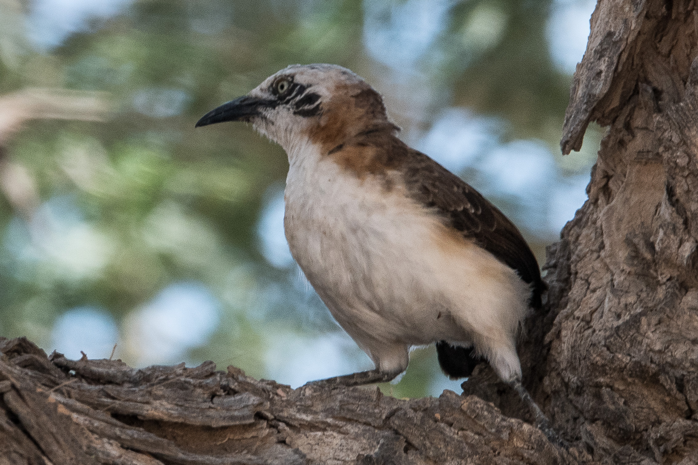 Cratérope à joues nues (Bare-cheeked babbler, Turdoides gymnogenys), Vallée de l'Hoanib, Kaokoland, Kunene, Namibie.