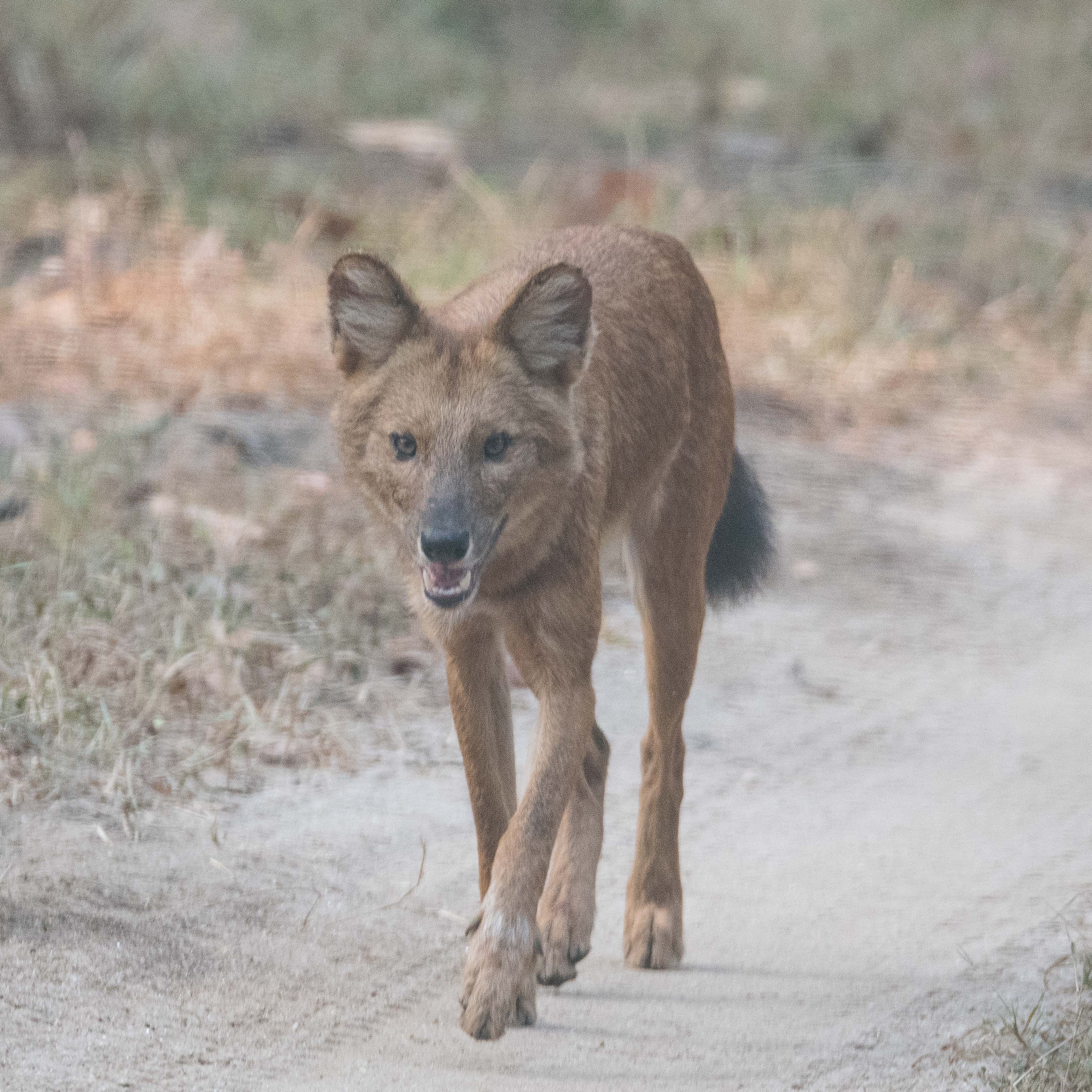 Dhole, ou Chien sauvage d'Asie, ou Cuon (Asian wild dog, Cuon alpinus) , Kanha National Park, Inde