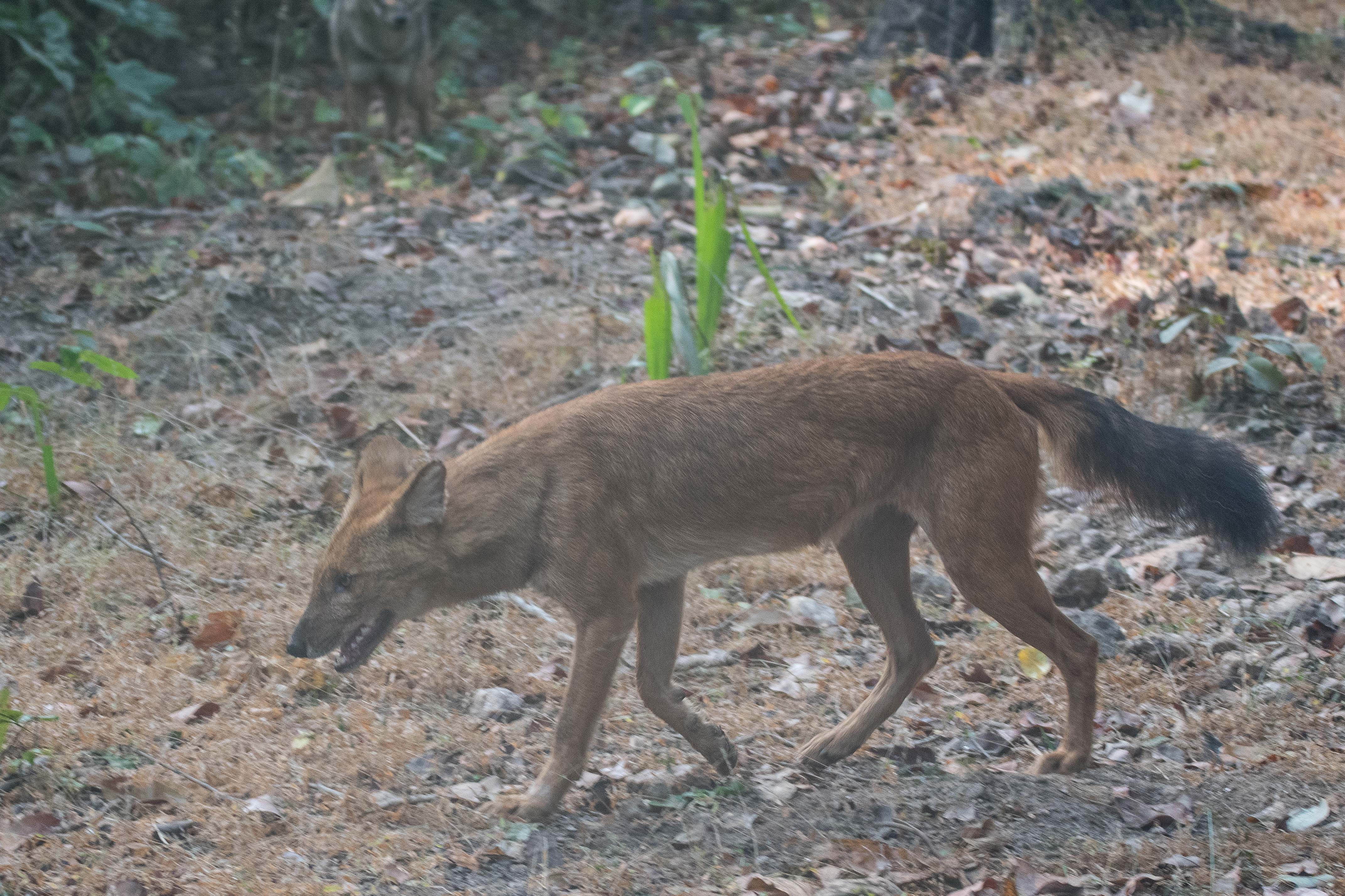 Dhole, ou Chien sauvage d'Asie, ou Cuon (Asian wild dog, Cuon alpinus) , Kanha National Park, Inde.