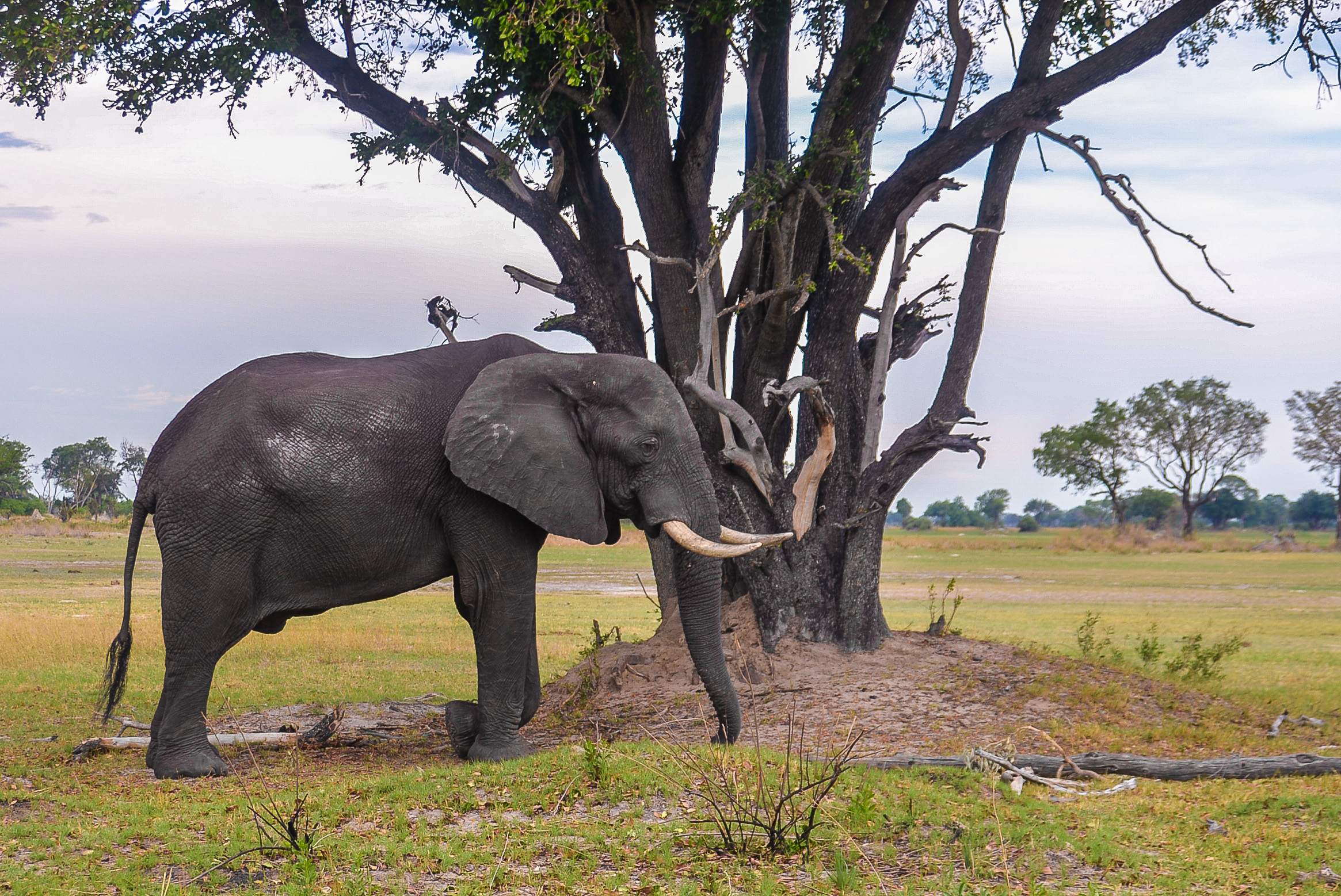 Eléphant de savane Africain (African bush elephant, Loxodonta africana), mâle adulte prenant un bain de poussière, Shinde, Delta de l'Okavango, Botswana.