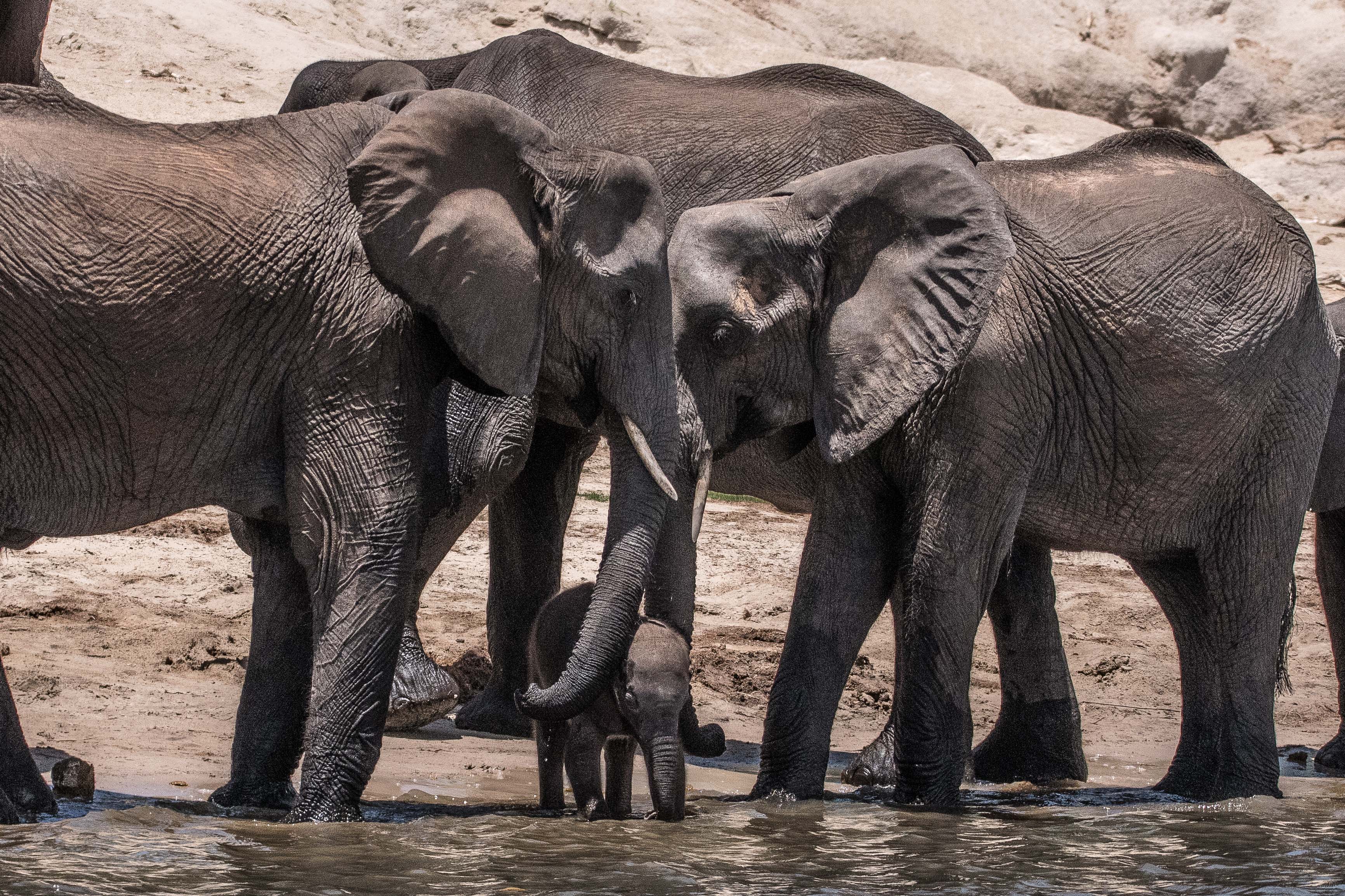 Eléphants de savane (Bush elephants, Loxondota africana) femelles adultes soutenant un bébé de quelques jours en train de boire, Chobe National Park, Botswana.