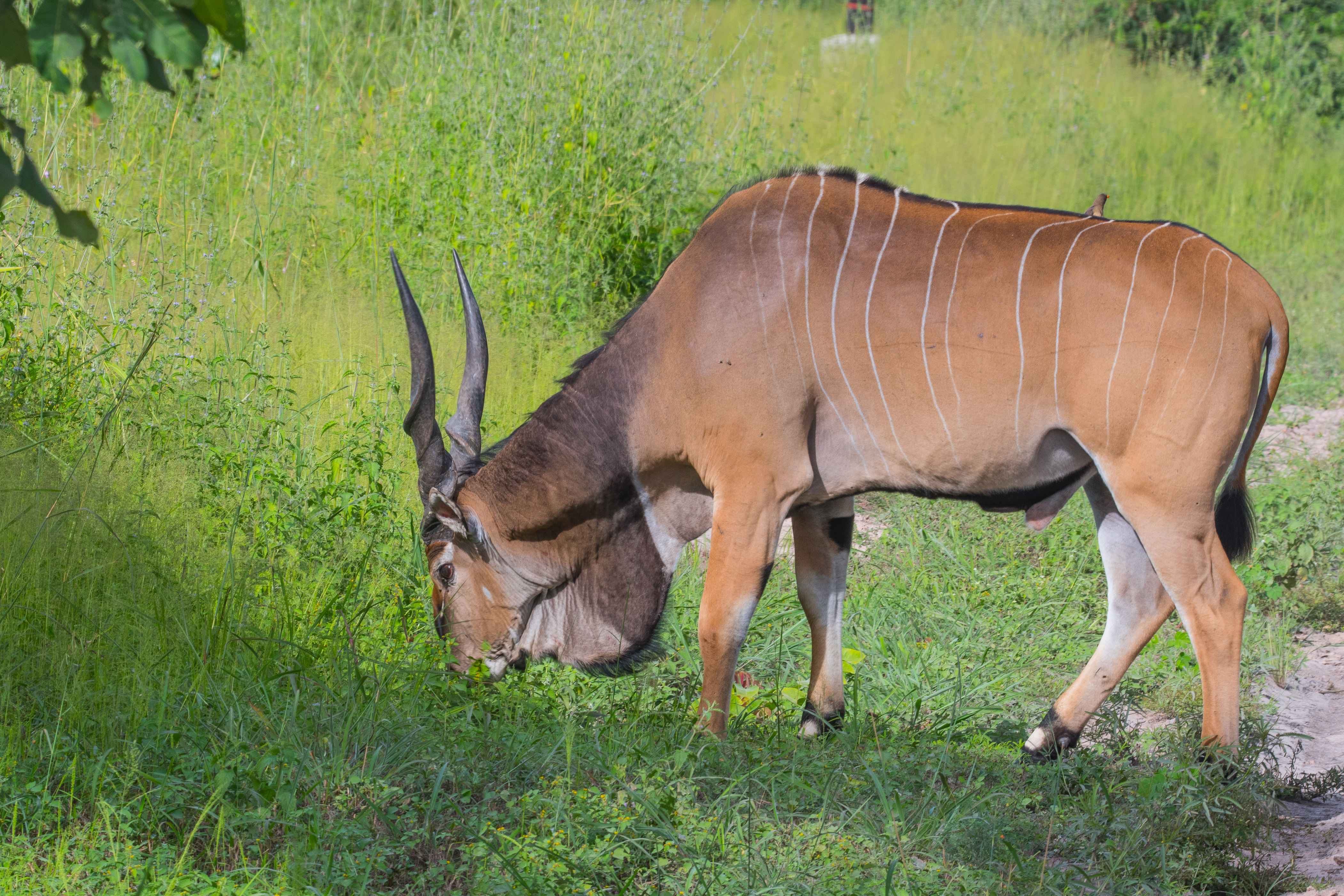 Eland de Derby (Giant Eland, Taurotragus derbianus ssp derbianus), mâle adulte, Réserve de Fathala, Région de Fatick, Sénégal.