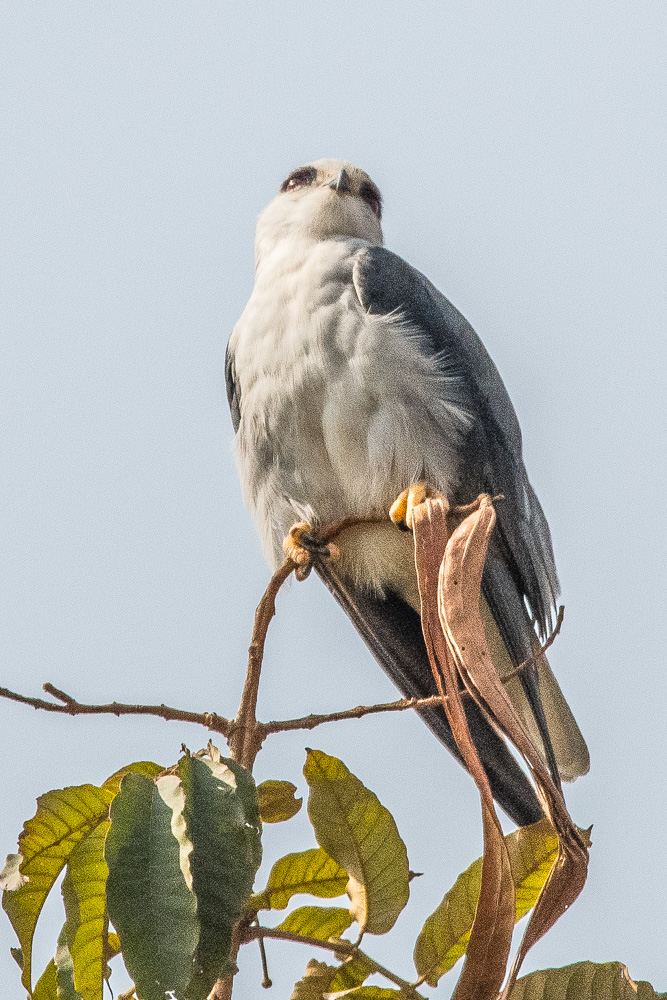 Elanion blanc (Black-winged kite, Elaneus Caeruleus). 