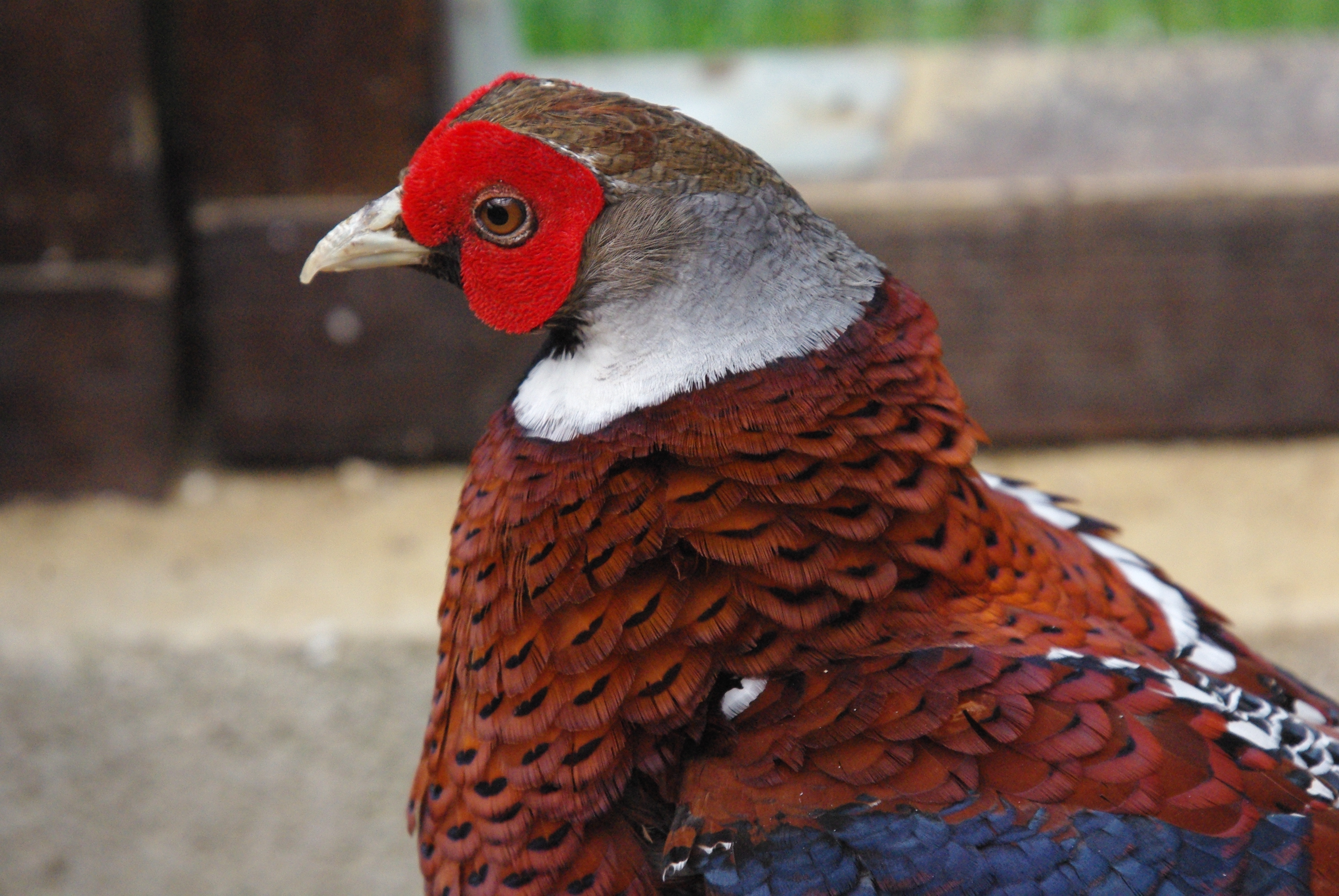 Faisan d'Elliot (Elliot's pheasant, Syrmaticus Ellioti), portrait d'un mâle adulte de 8 ans, élevage personnel.