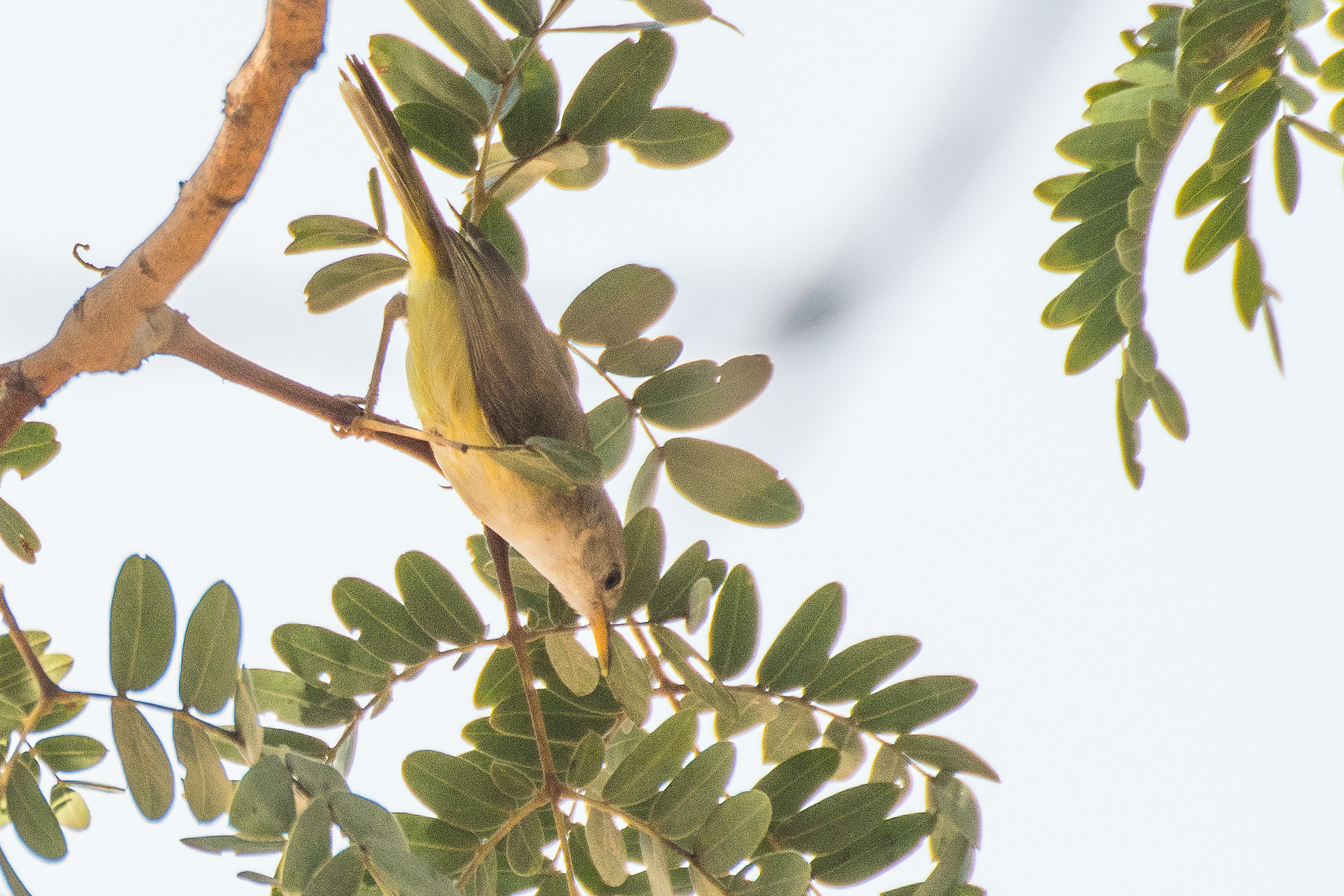 Erémomèle_à_dos_vert (Senegal eremomela, Eremomela pusilla) Réserve de Popenguine, Sénégal.