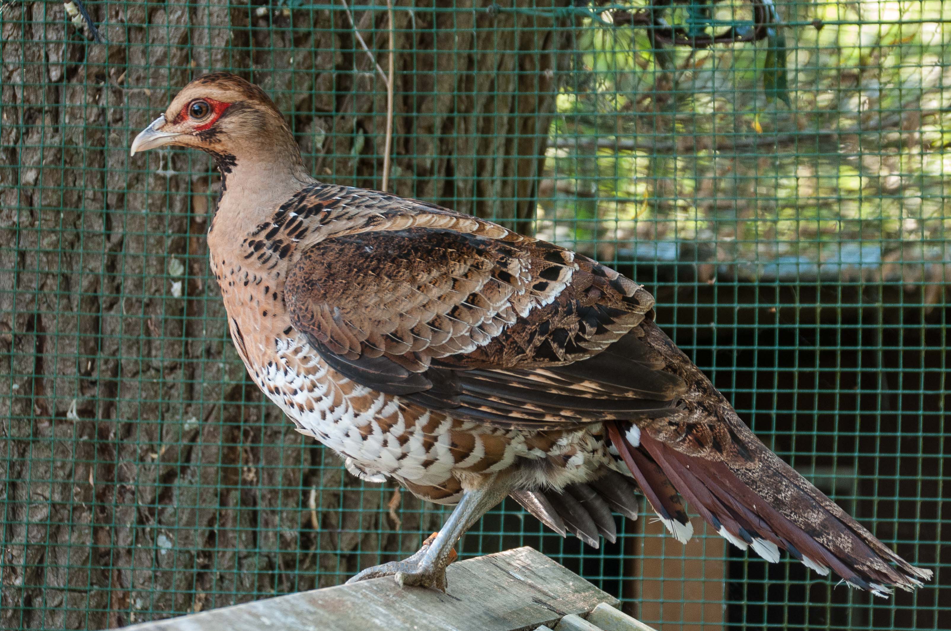 Faisan d'Elliot (Elliot's pheasant, Syrmaticus Ellioti), femelle adulte, élevage personnel.