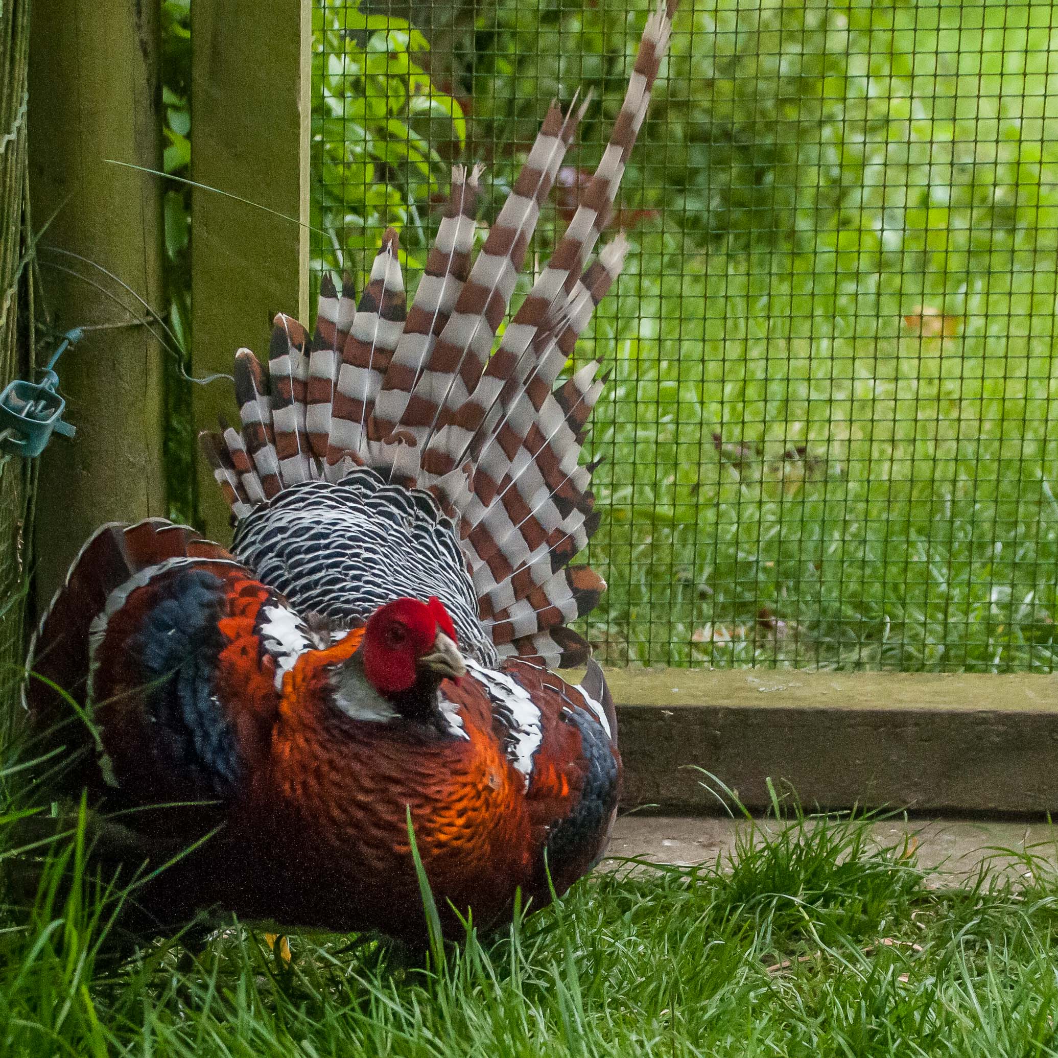 Faisan d'Elliot (Elliot's pheasant, Syrmaticus Ellioti), parade nuptiale. Elevage personnel.