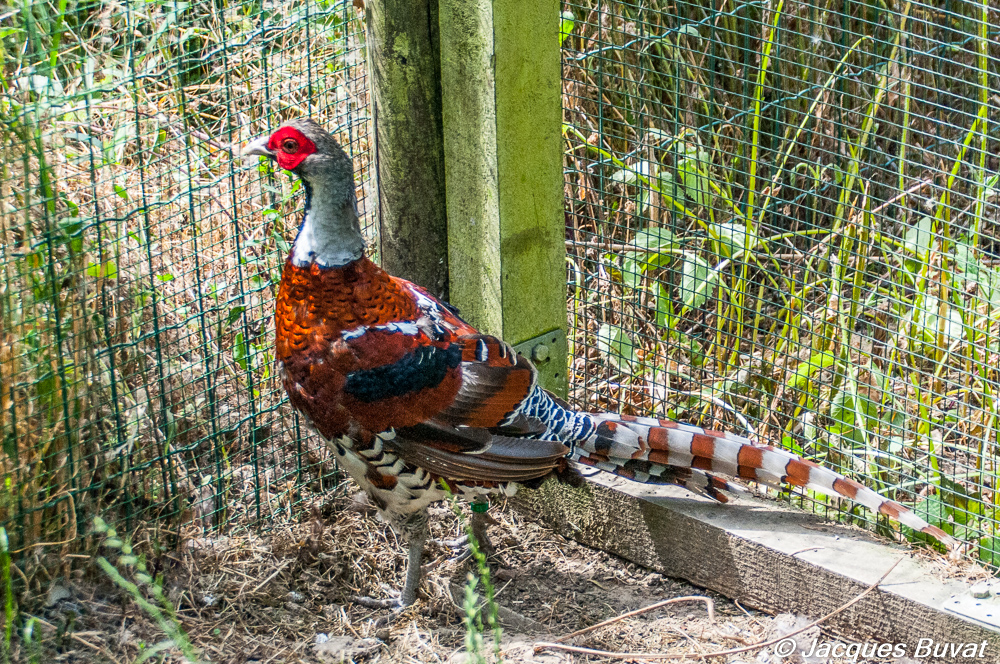 Faisan d'Elliot (Elliot's pheasant, Syrmaticus Ellioti). Mâle adulte, 2 ans, élevage personnel.