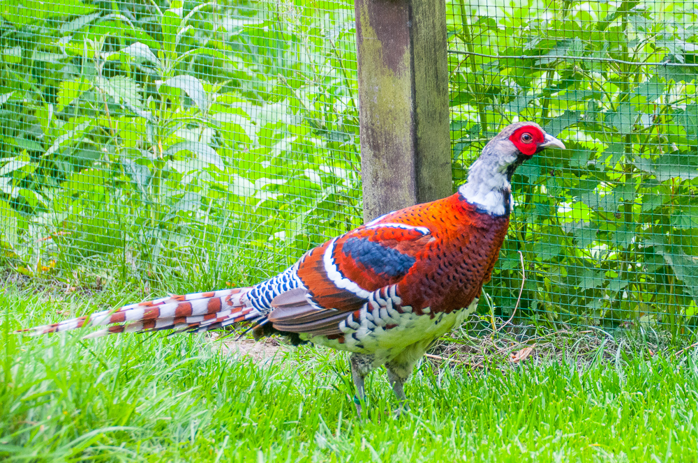 Faisan d'Elliot (Elliot's pheasant, Syrmaticus Ellioti), mâle adulte âgé de 2 ans.