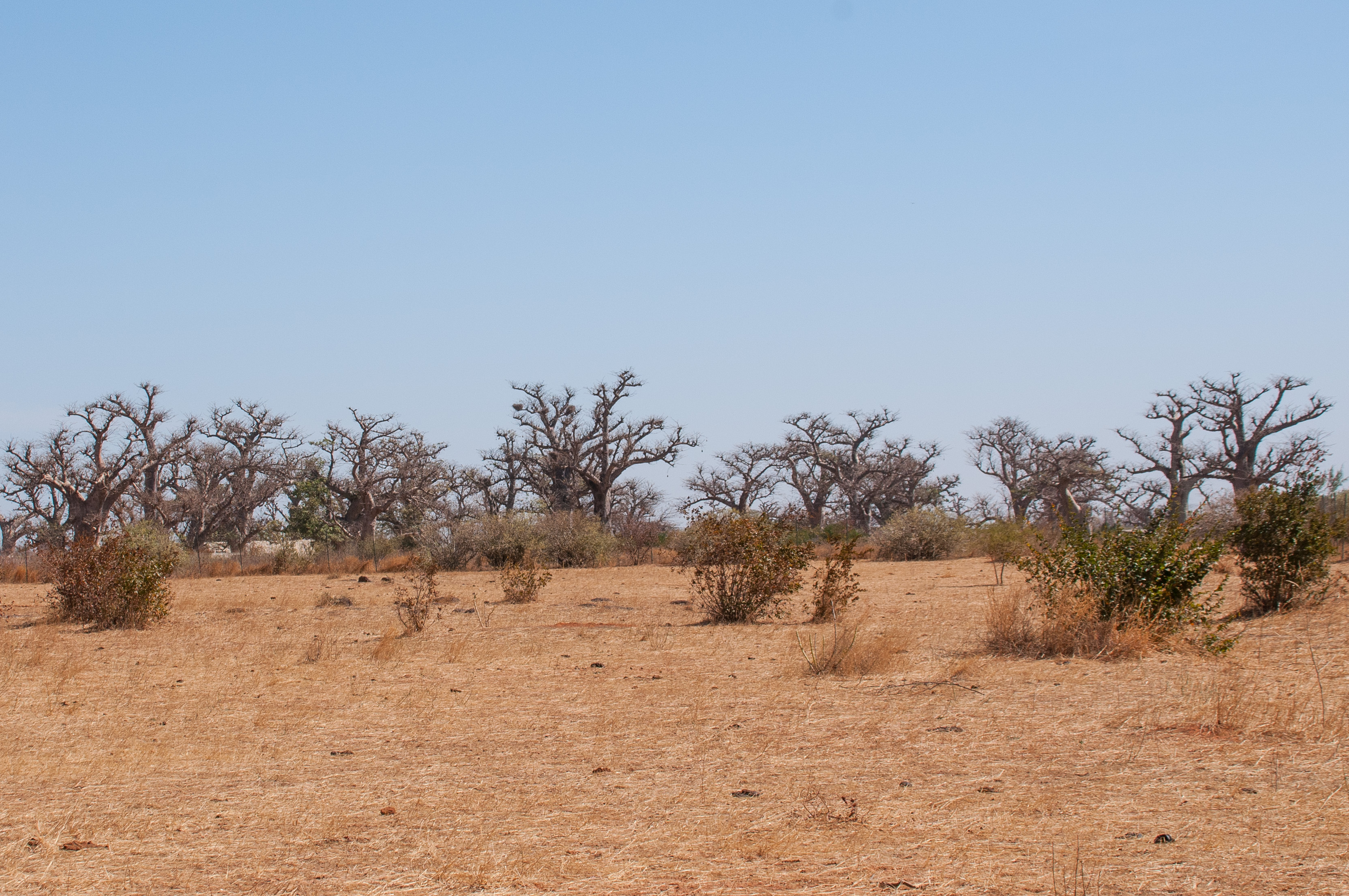 La forêt de baobabs dans la brousse de Somone, une zone plus dense en saison sèche. 