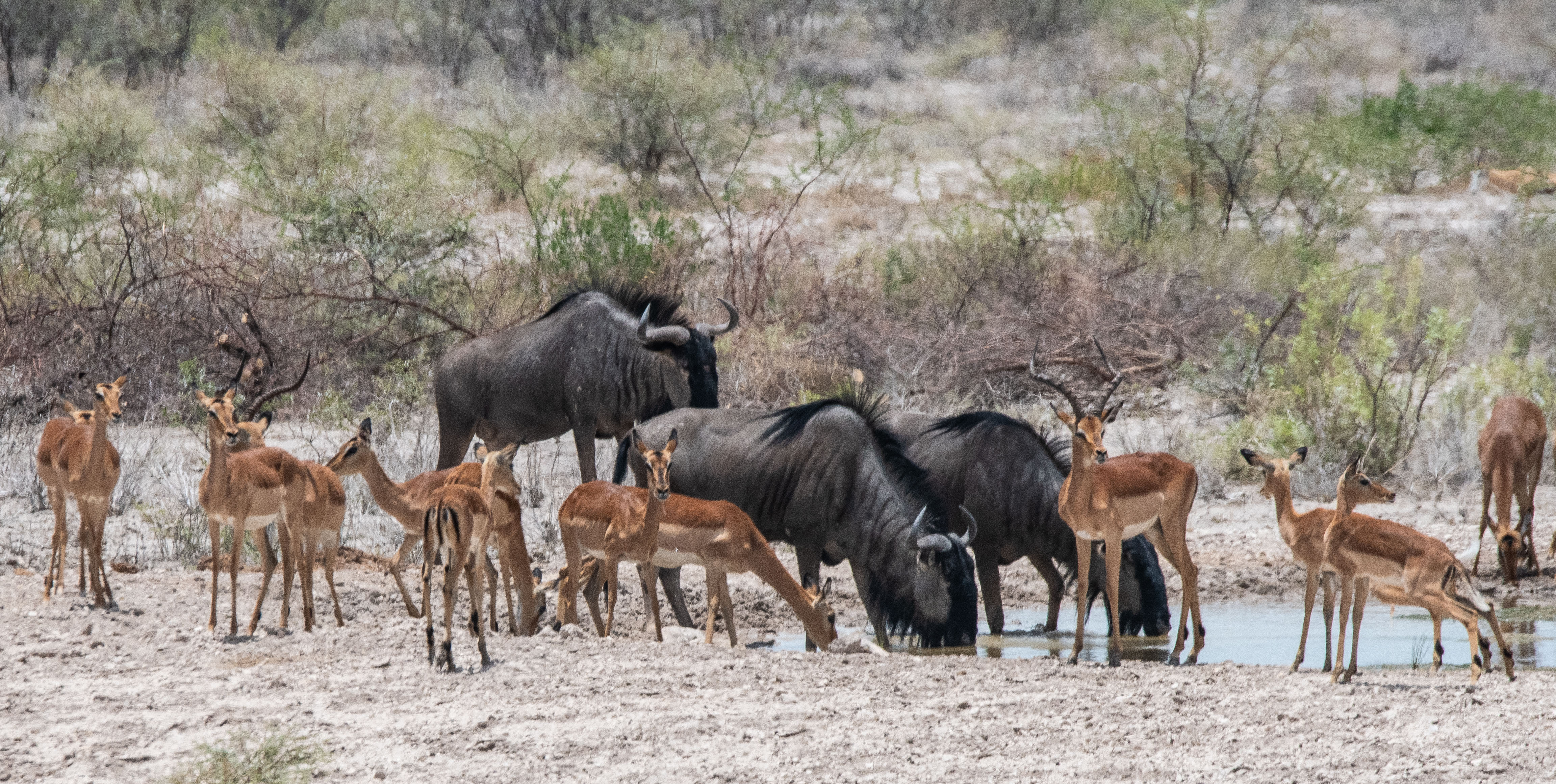 Gnous bleus (Wildebeest, Connochaetes taurinus) et Impalas (Impala, Aepyceros melampus) s'abreuvant au point d'eau du lodge 
 Onguma Le Fort, Parc National d'Etosha, Namibie.