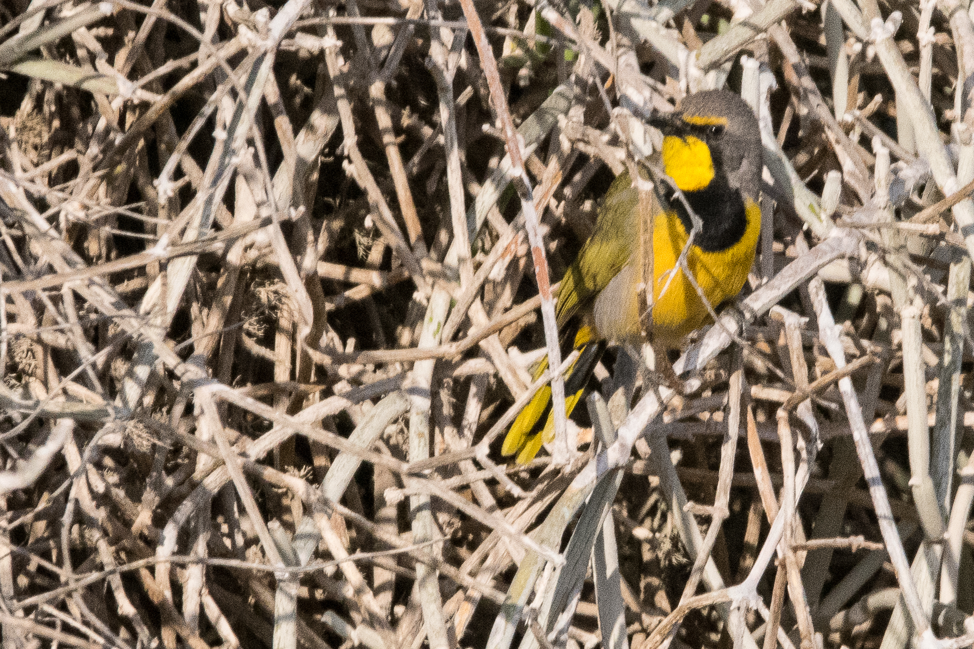 Gladiateur bacbakiri adulte (Bokmakierie, Telophorus zeylonus), Vallée de l'Hoarusib, Parc National de la Côte des Squelettes, Namibie.