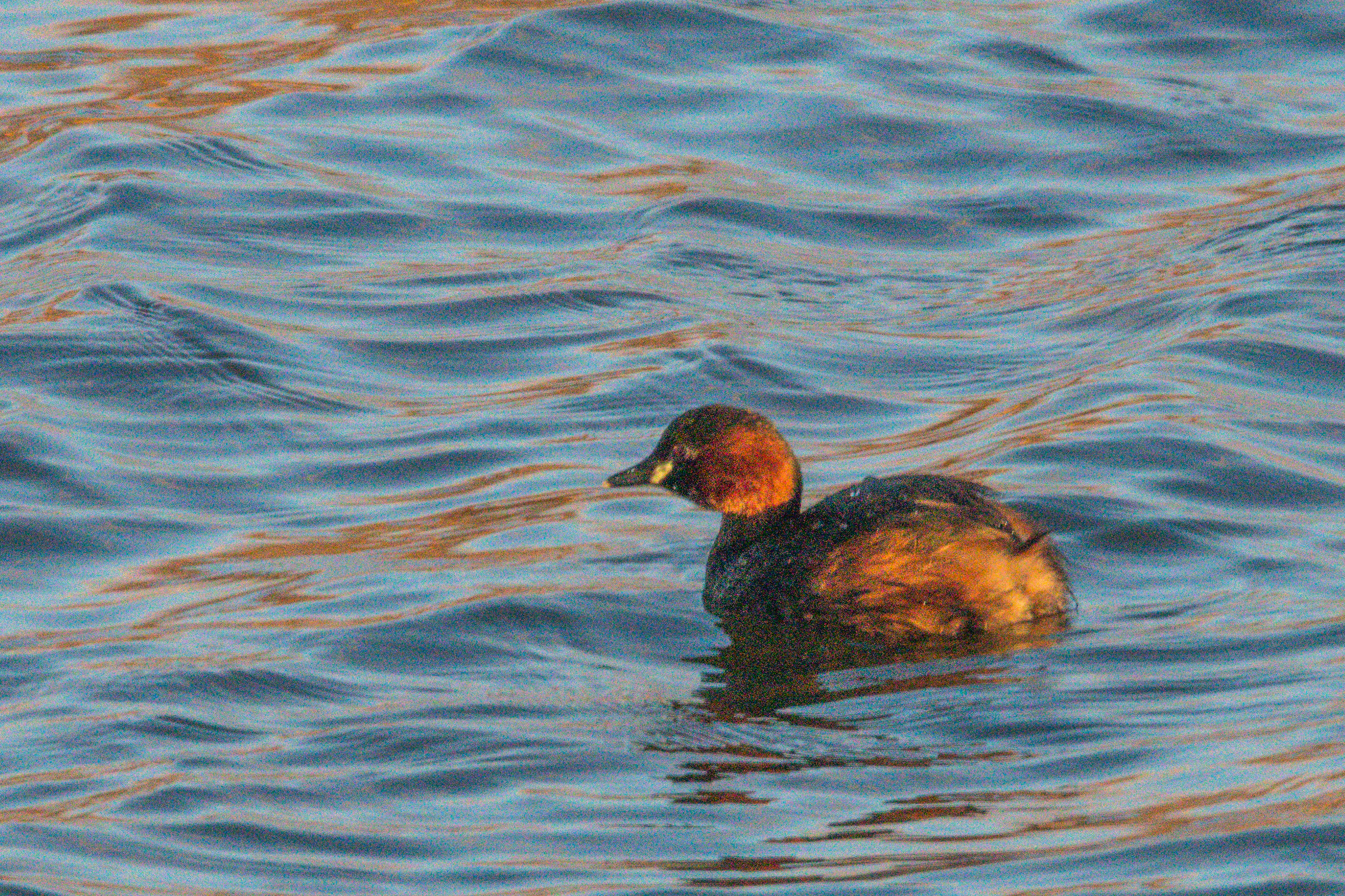 Grèbe castagneux (Little grebe, Tachybaptus ruficollis), adulte nuptial, Réserve Naturelle de Mont-Bernanchon, Hauts de France.
