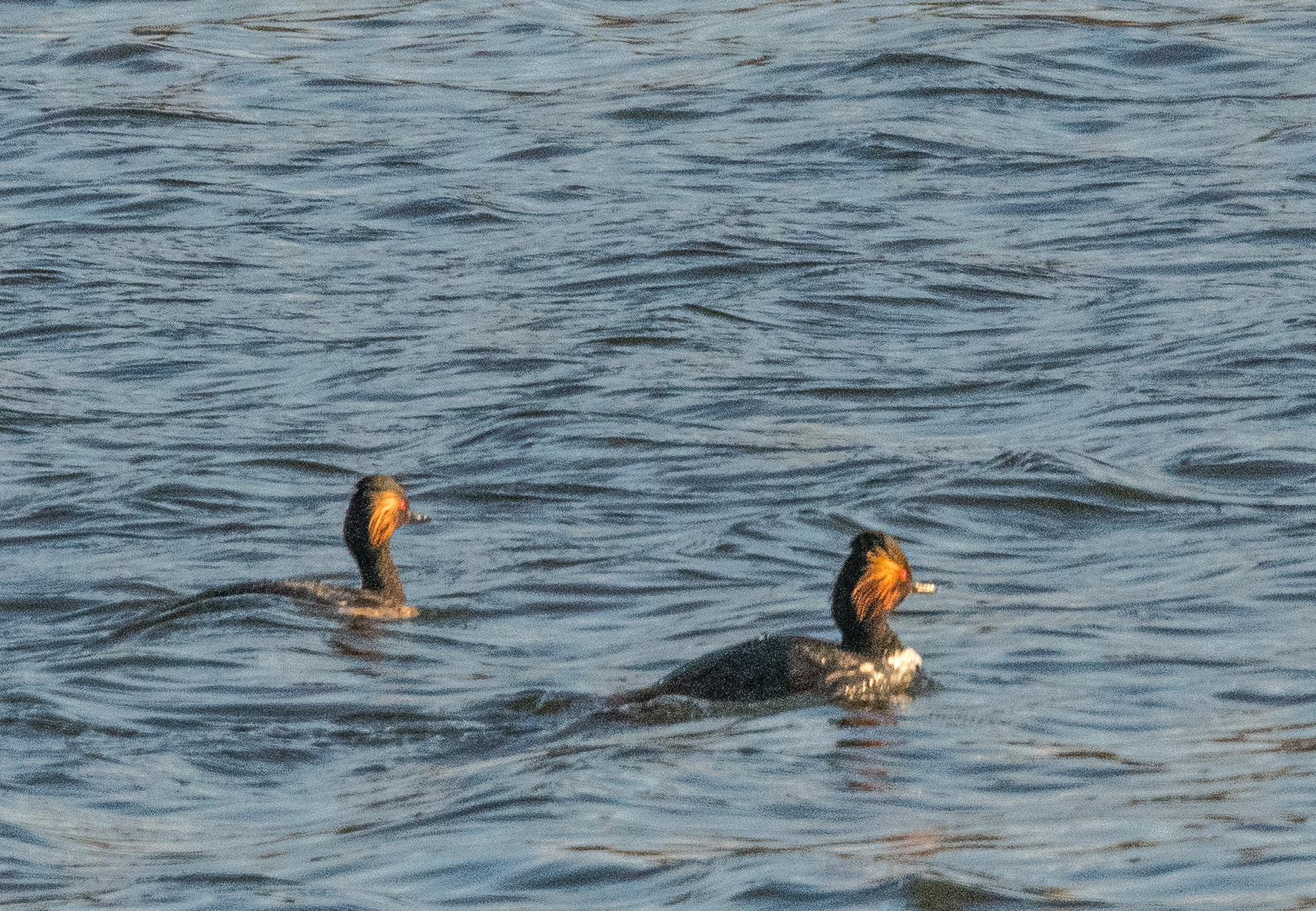 Grèbes à cou noir, couple nuptial ........