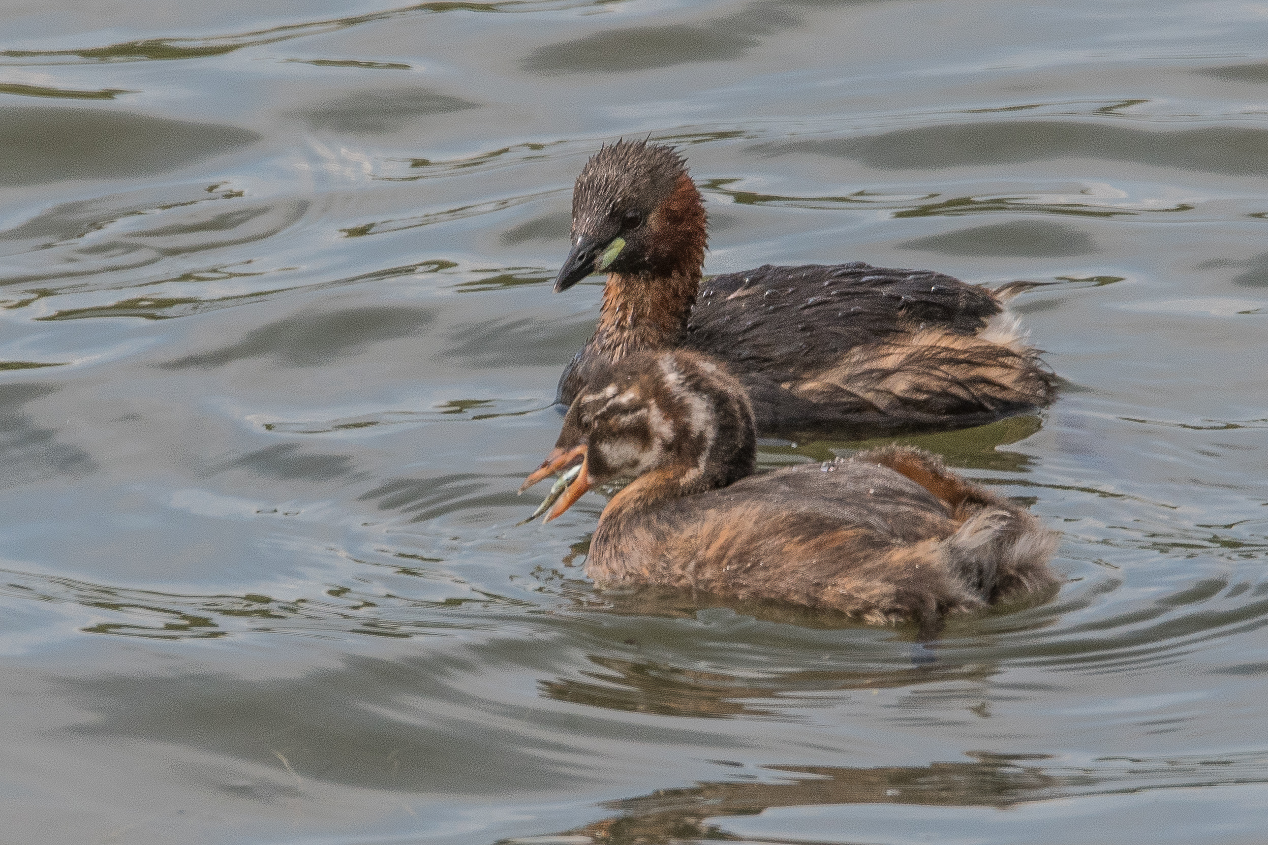 Grèbes castagneux (Little grebe, Tachybaptus ruficollis), adulte et juvénile de 6 semaines, Réserve Naturelle de Mont-Bernanchon, Hauts de France.