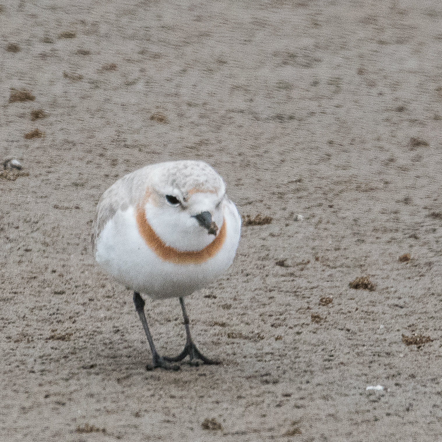 Gravelot élégant ou Pluvier élégant (Chesnut-banded plover, Charadrius pallidus), femelle adulte , Walvis bay, Namibie.