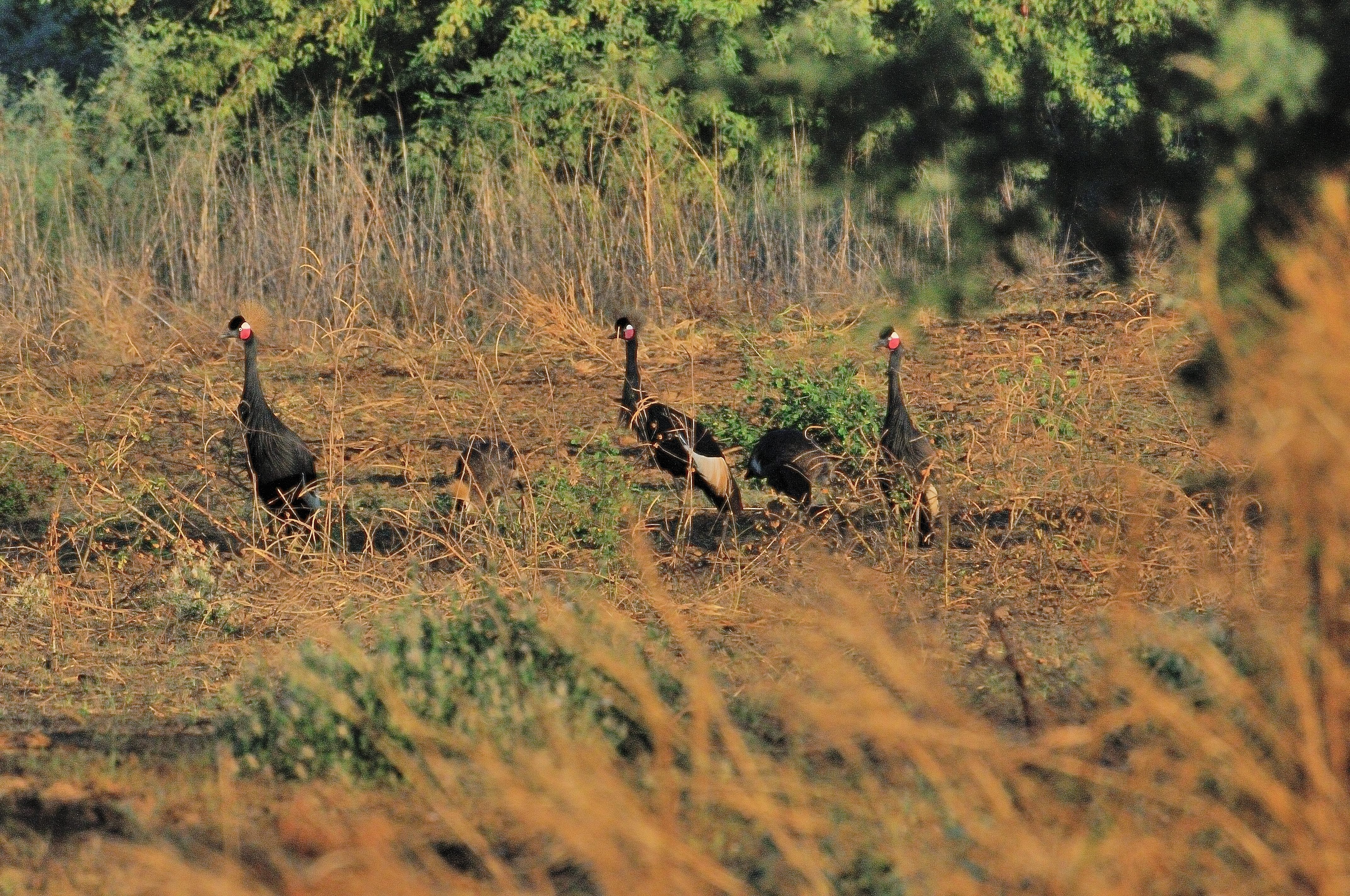 Grues Couronnées (Black Crowned Cranes, Balearica Pavonina) cherchant de la nourriture dans des champs récoltés, Brousse de Somone, Région de Thiès, Sénégal. 