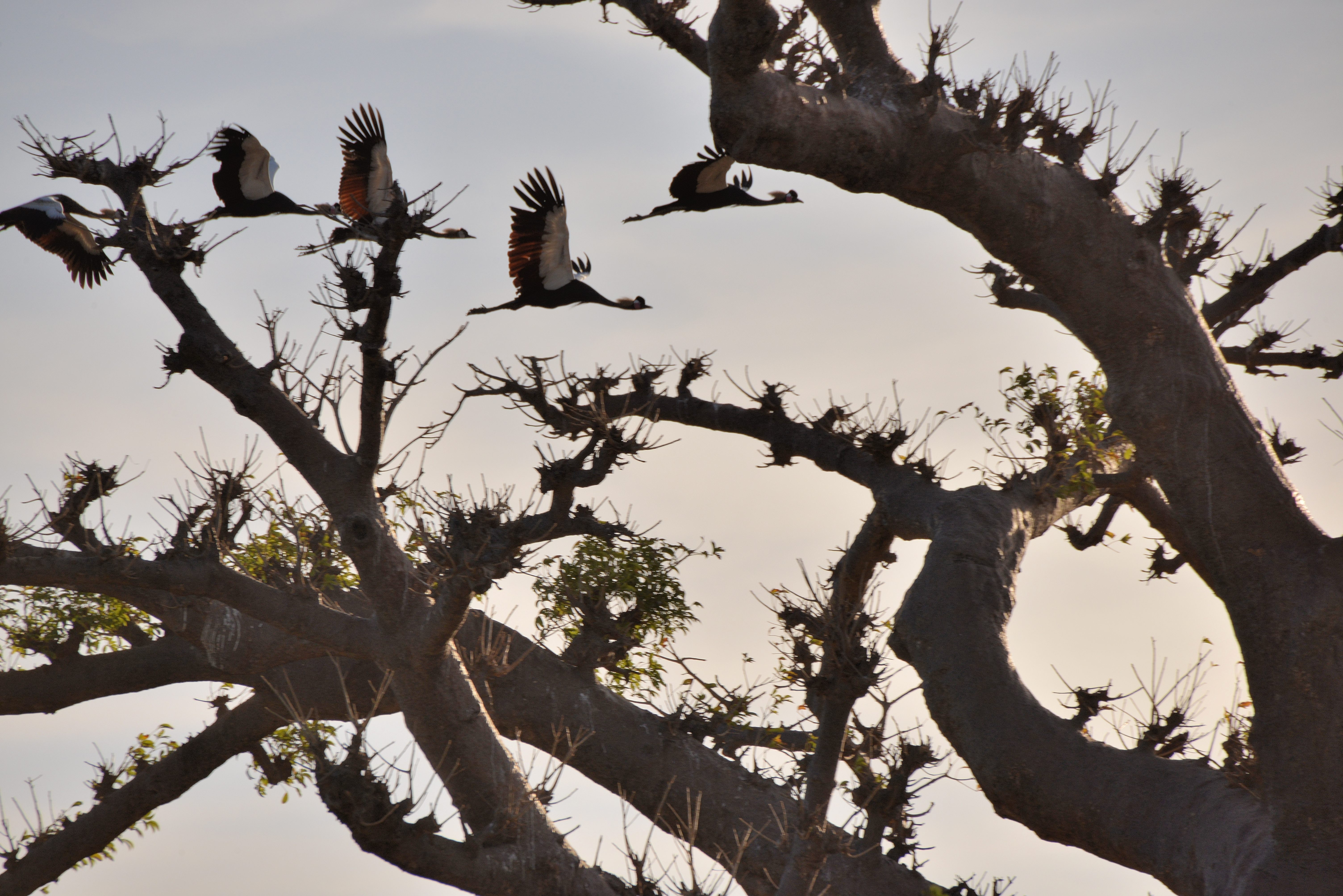 Cinq Grues Couronnées passant au vol derrière un gros baobab au lever du jour, Piste des grues, Brousse de Somone, Sénégal. 