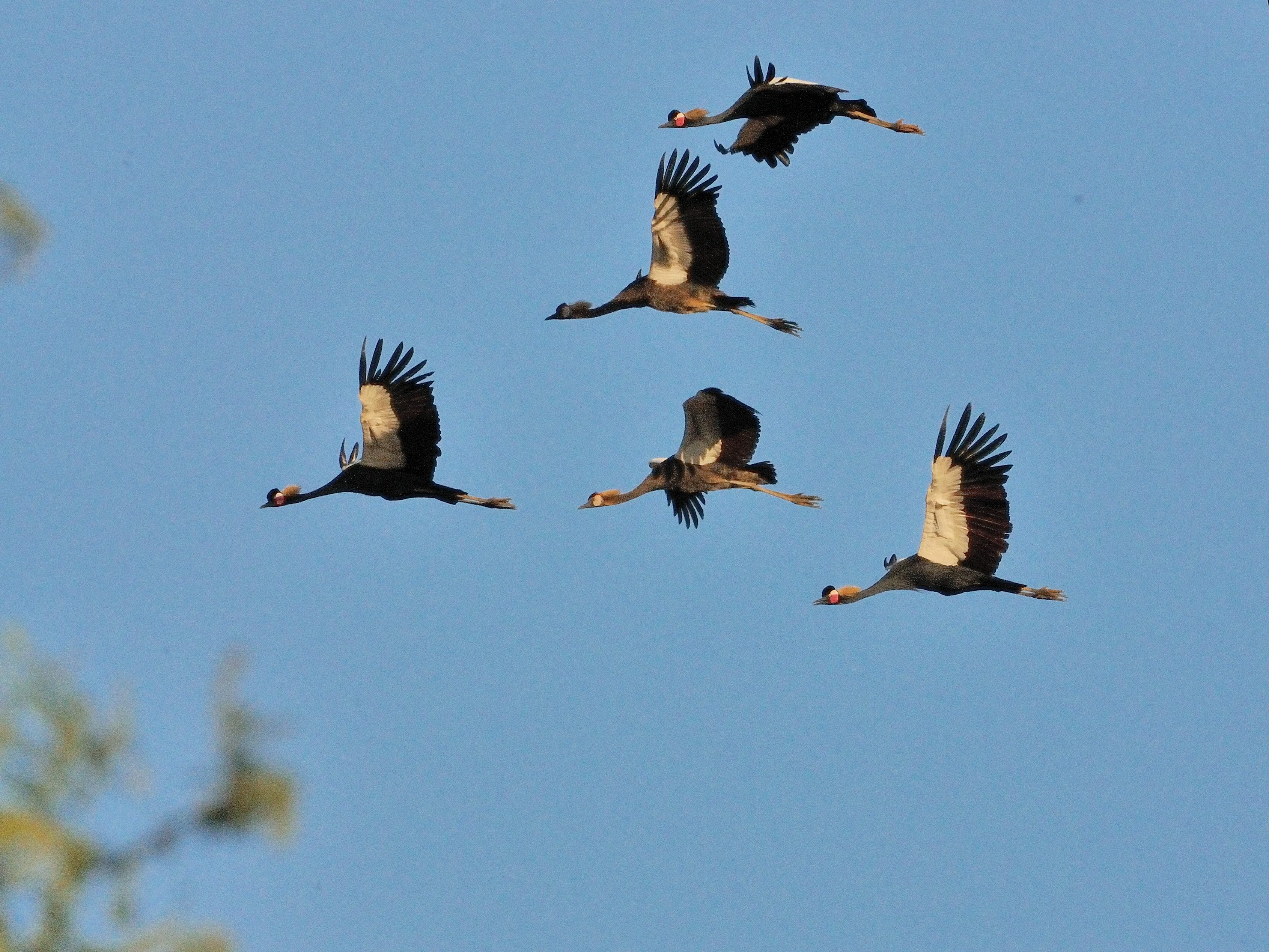 Grues couronnées en vol, Réserve Naturelle d'Intérêt Communautaire de Somone, Région de Thiès, Sénégal. 