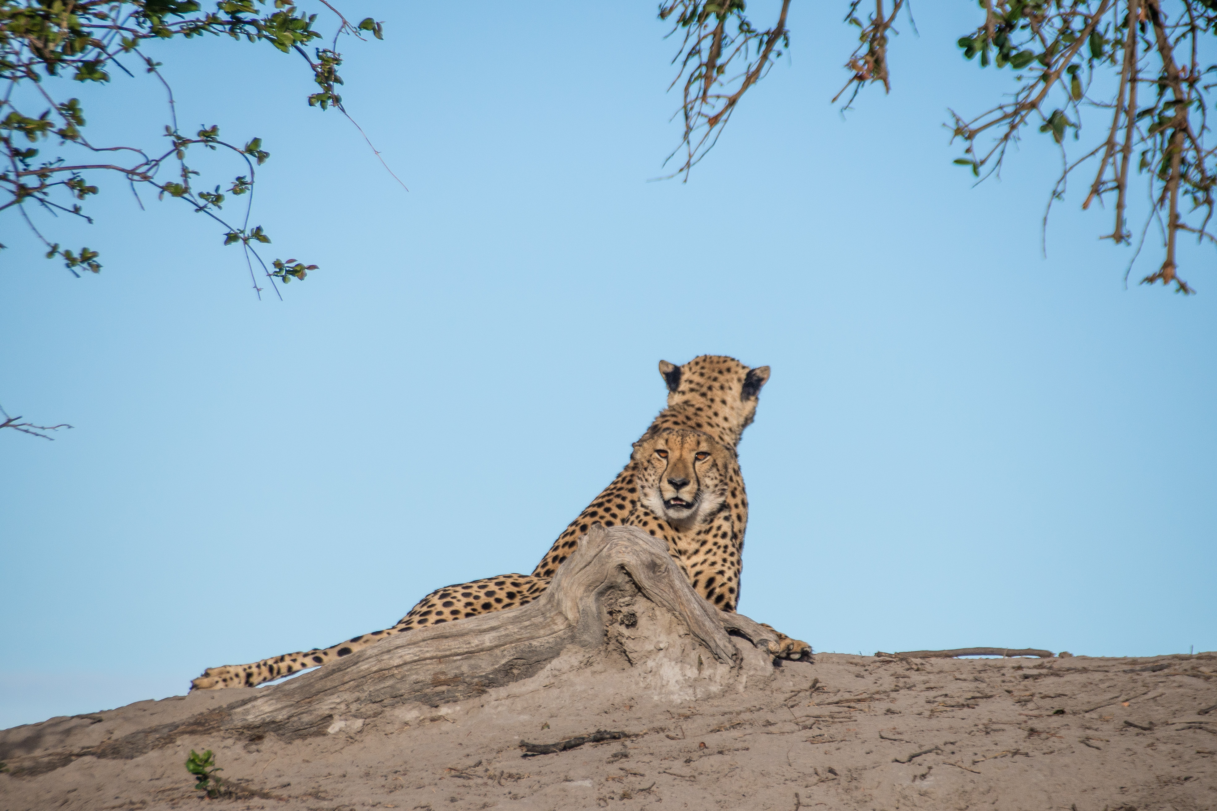 Un Guépard à 2 têtes! (Cheetah, Acinonyx jubatus), scrutant les environs au sommet d'une termitière déshabitée , Kwando Reserve, Botswana.