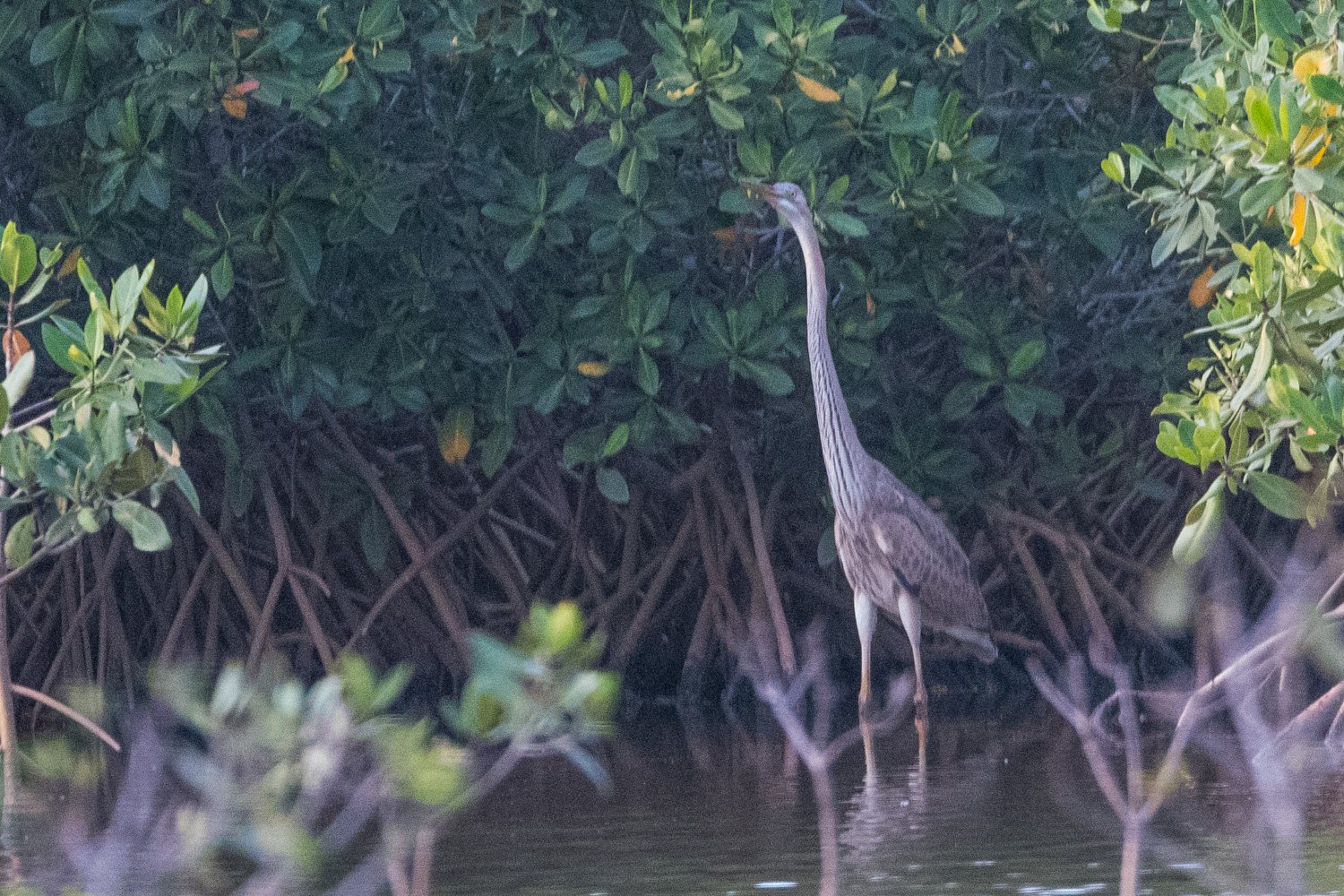 Héron pourpré juvénile (Purple Heron, Ardea purpurea, Réserve d'Intérêt Communautaire de la Somone, Région de Thiès, Sénégal.