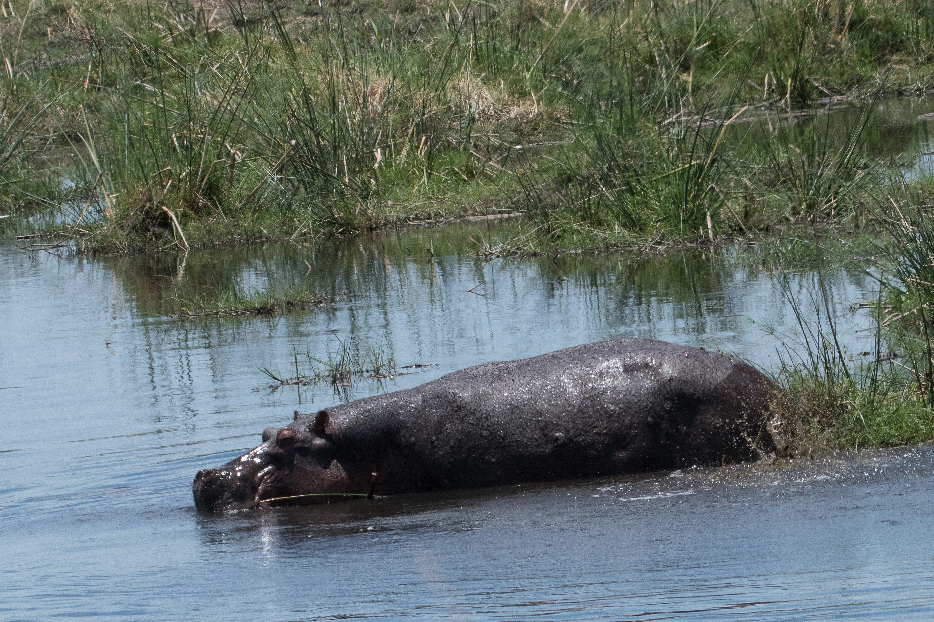 Hippopotame commun (Hippopotamus, Hippopotamus amphibius),  adulte déféquant et dispersant ses excréments prés d'une berge de la rivière Kwando, Kwando lagoon camp, Delta de l'Okavango, Botswana.